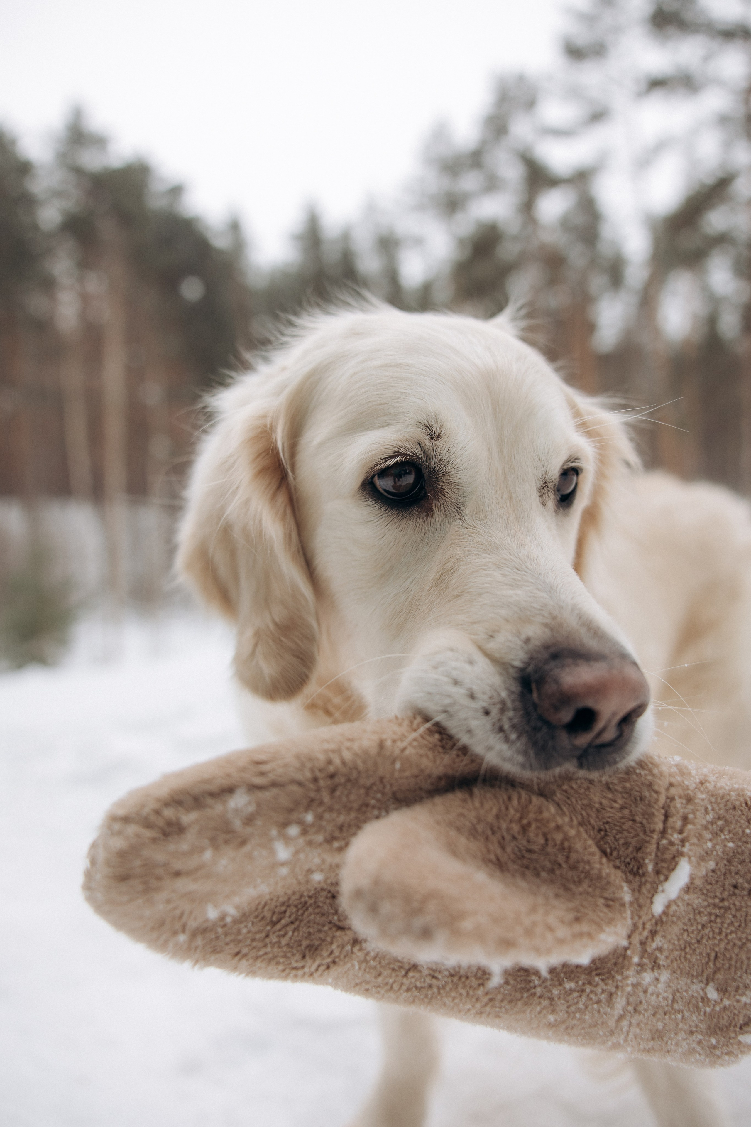 Зима. Лес. Татьяна и Делла. Фотограф анималист в Казани Алина Сулейманова. Фотограф животных