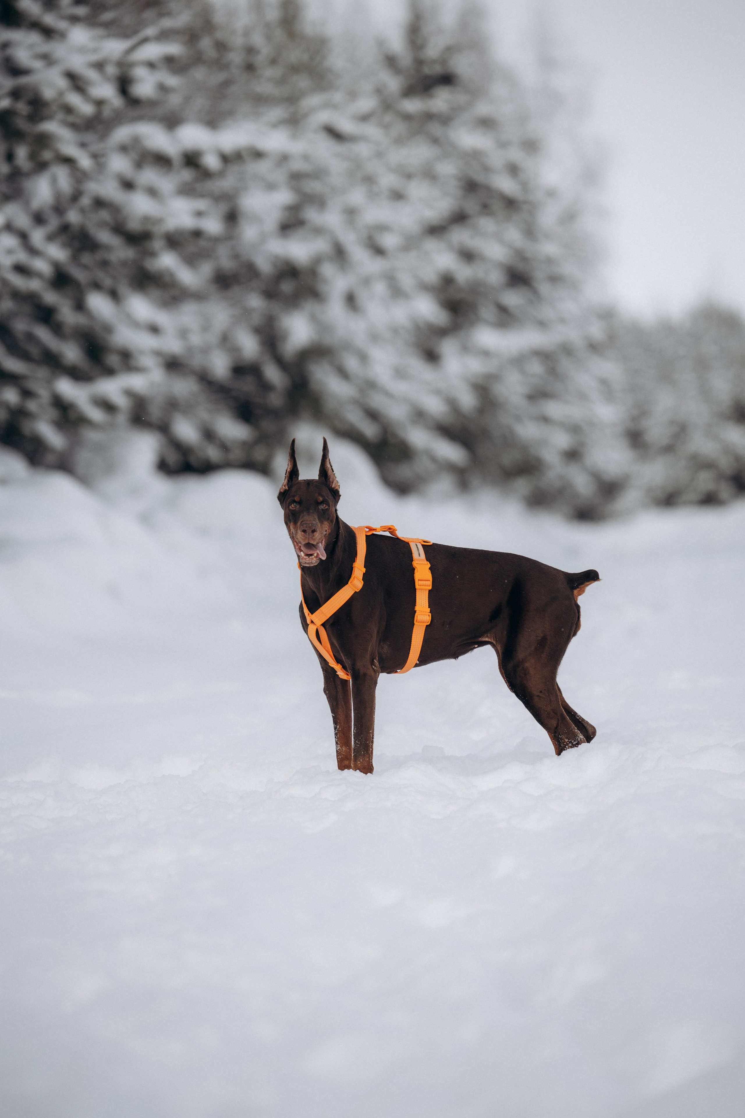 Детта. Зима. Фотограф анималист в Казани Алина Сулейманова. Фотограф животных