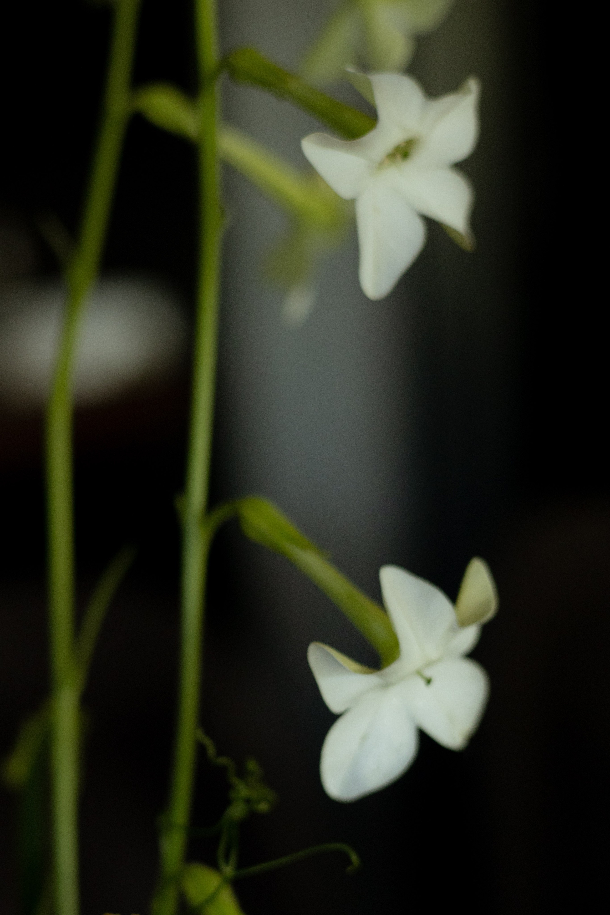 Алина & Николай. Оформление свадеб, декор свадеб Вера Маркова, Москва