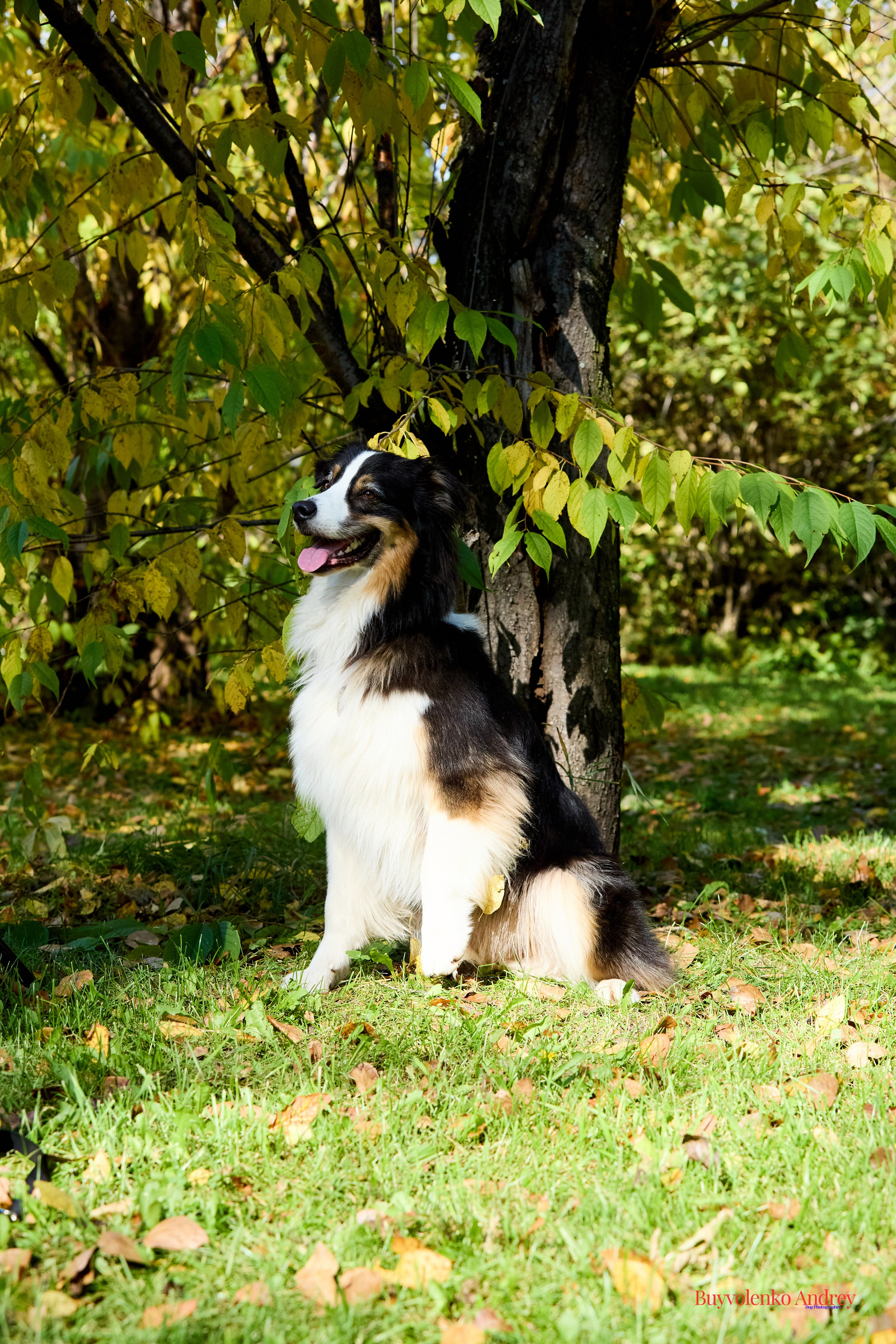 Басенджи и Аусси 21.09.2025. Buyvolenko Andrey