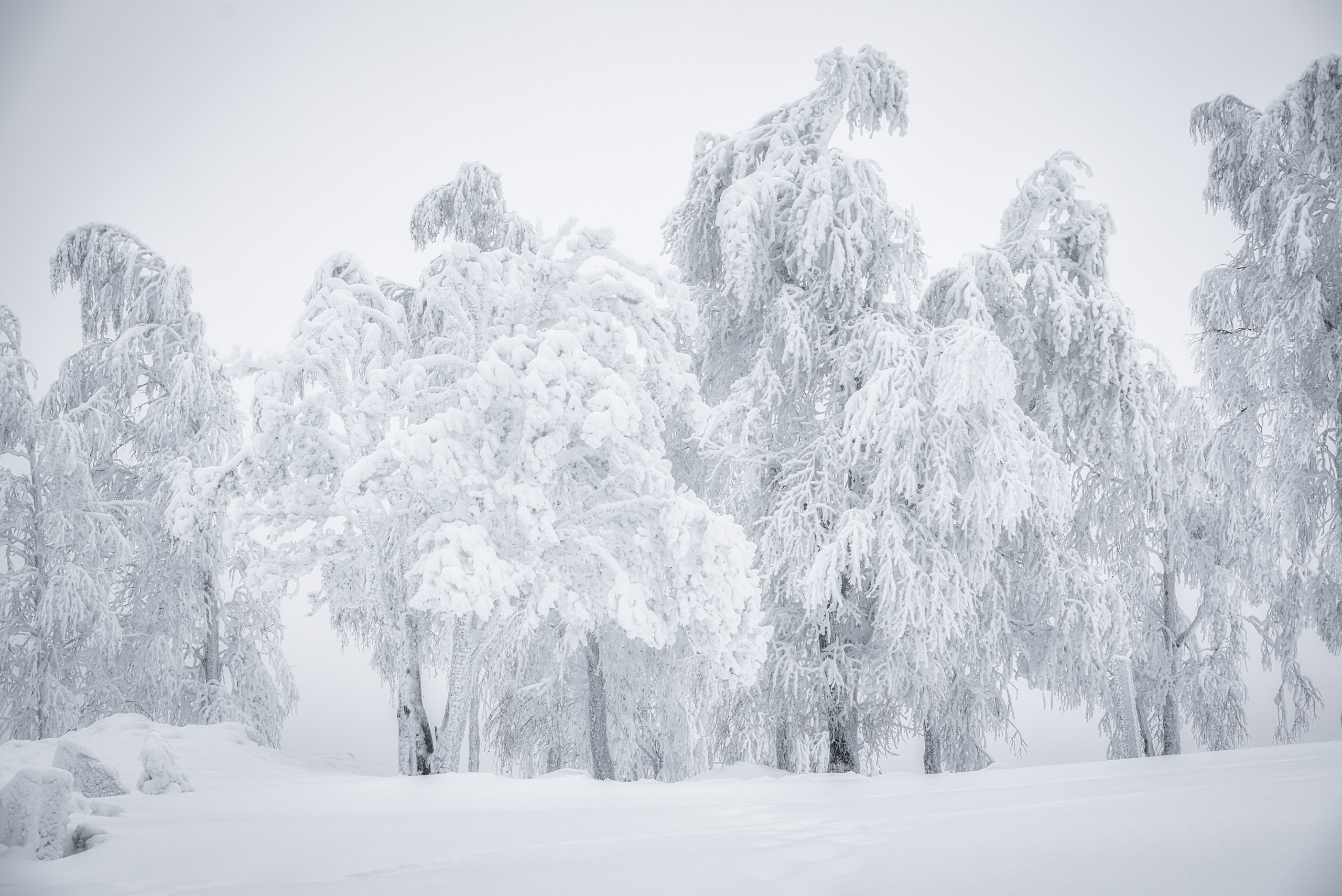 Фотографии деревьев в пейзаже. Андрей Баскевич пейзажный и travel-фотограф в Зеленограде