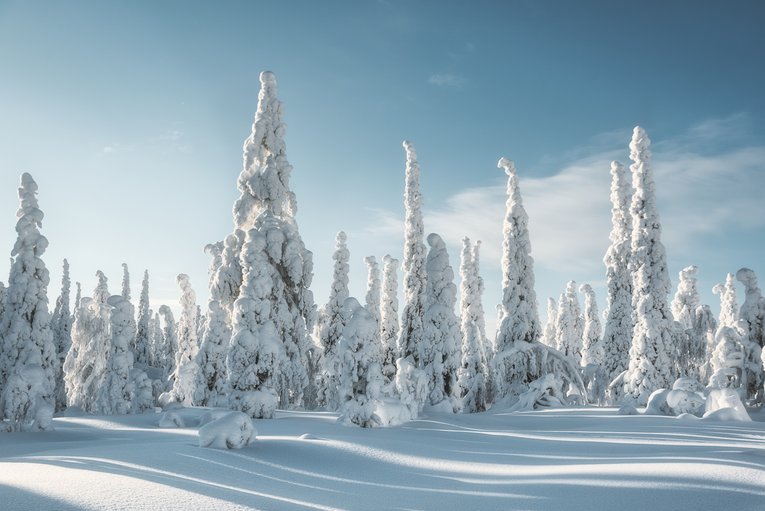 Зимний лес в национальном парке Паанаярви. Фотограф Андрей Баскевич