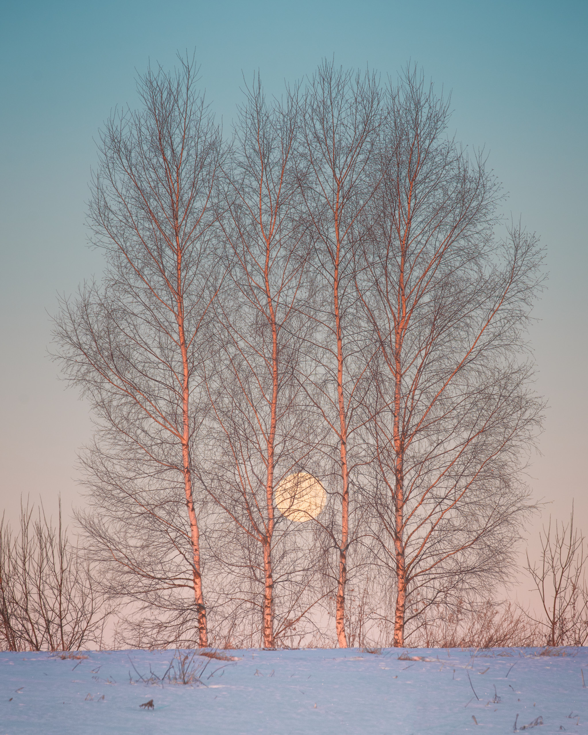 Фотографии деревьев в пейзаже. Андрей Баскевич пейзажный и travel-фотограф в Зеленограде