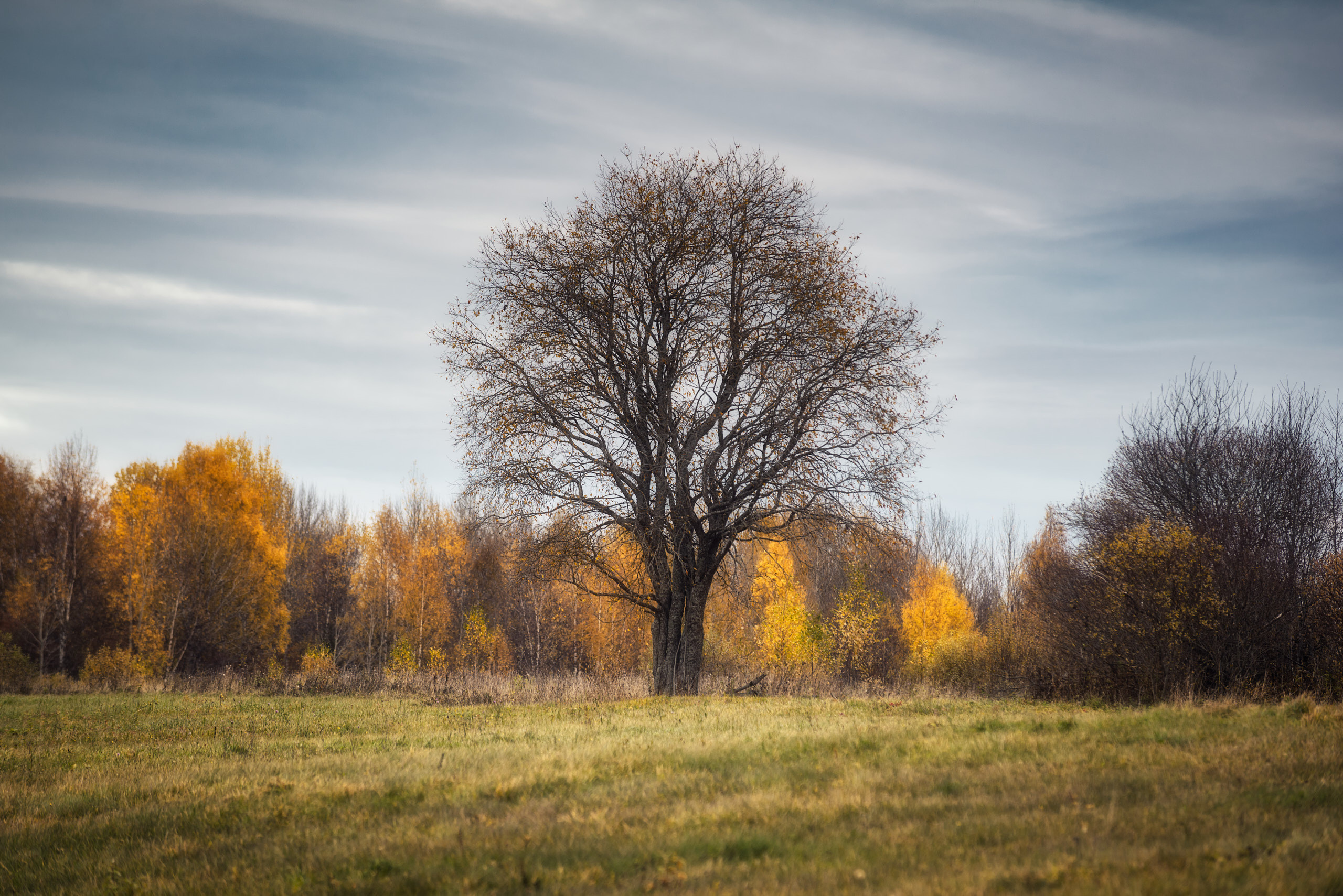 Фотографии деревьев в пейзаже. Андрей Баскевич пейзажный и travel-фотограф в Зеленограде
