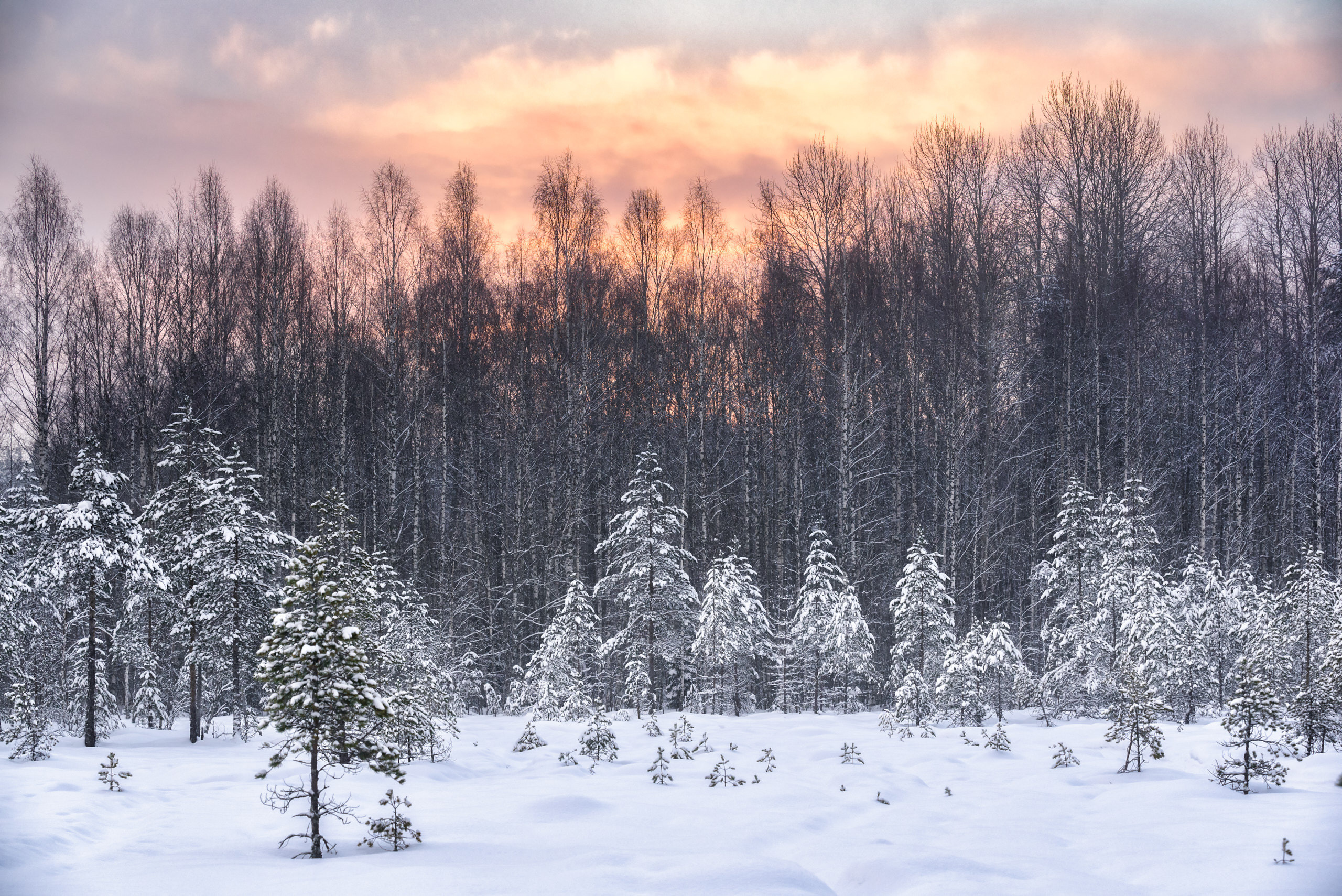 Фотографии деревьев в пейзаже. Андрей Баскевич пейзажный и travel-фотограф в Зеленограде