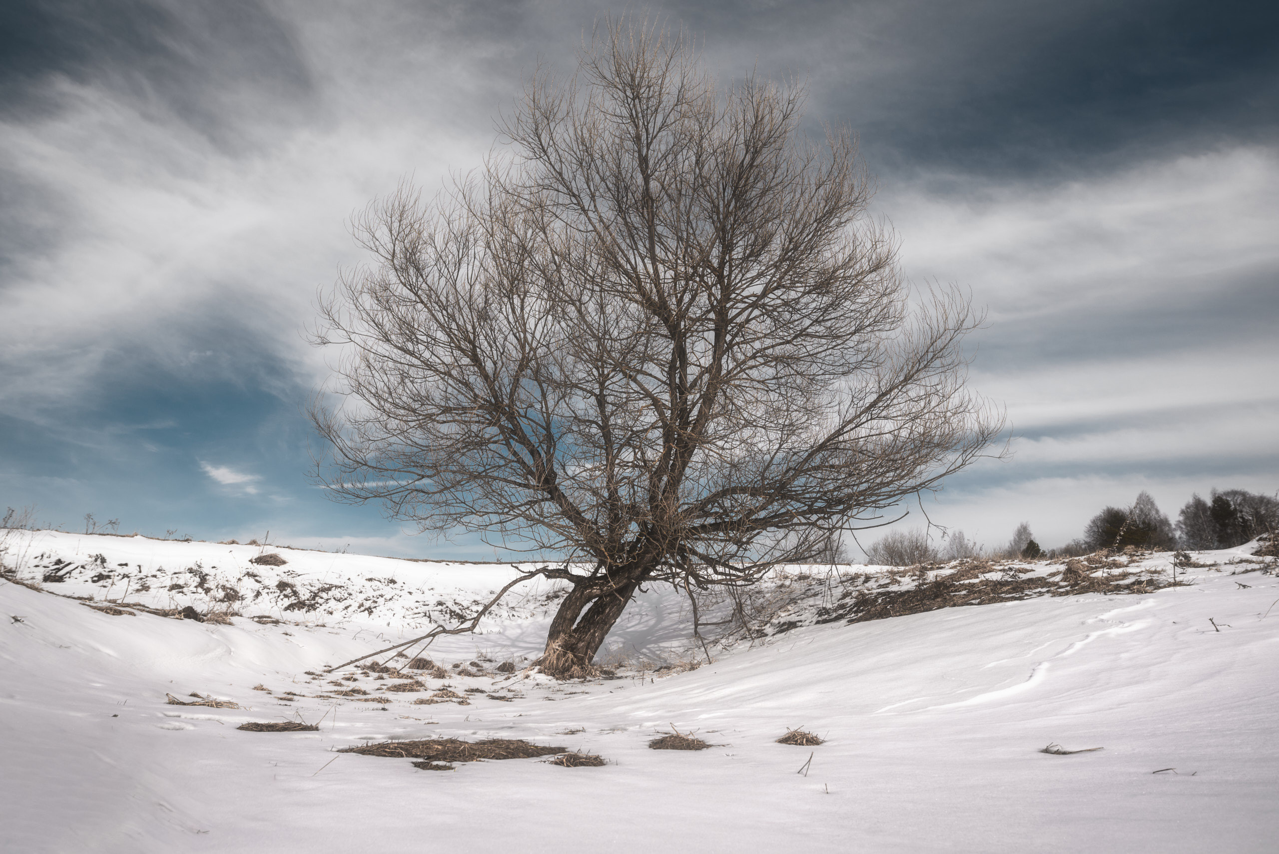 Фотографии деревьев в пейзаже. Андрей Баскевич пейзажный и travel-фотограф в Зеленограде
