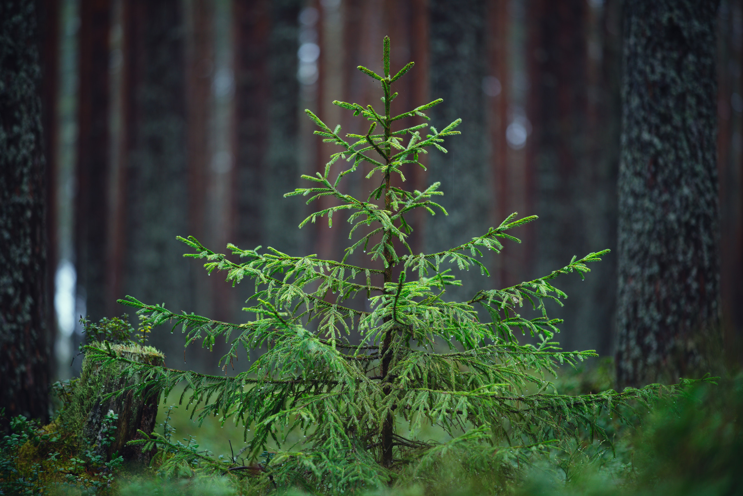 Фотографии деревьев в пейзаже. Андрей Баскевич пейзажный и travel-фотограф в Зеленограде