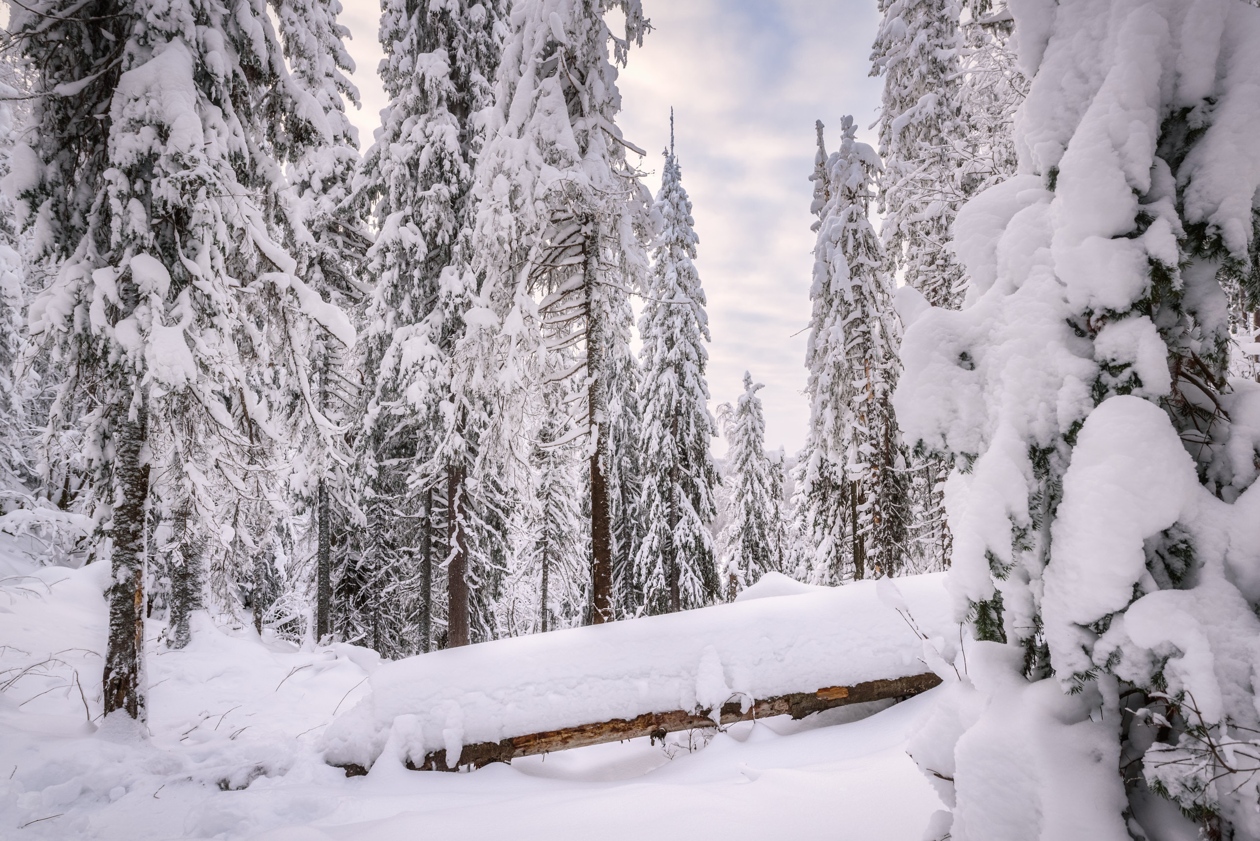 Фотографии деревьев в пейзаже. Андрей Баскевич пейзажный и travel-фотограф в Зеленограде