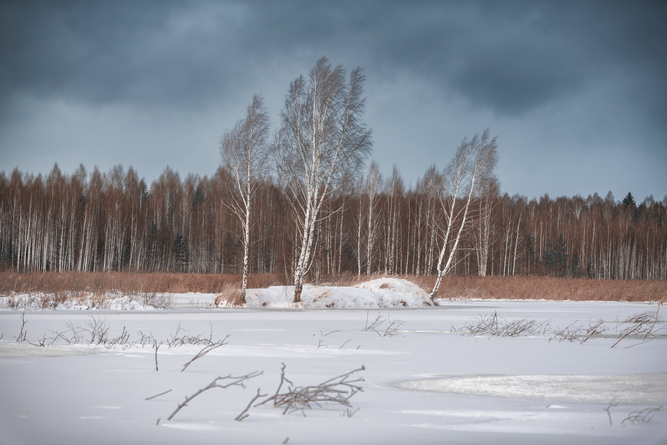 Фотографии деревьев в пейзаже. Андрей Баскевич пейзажный и travel-фотограф в Зеленограде