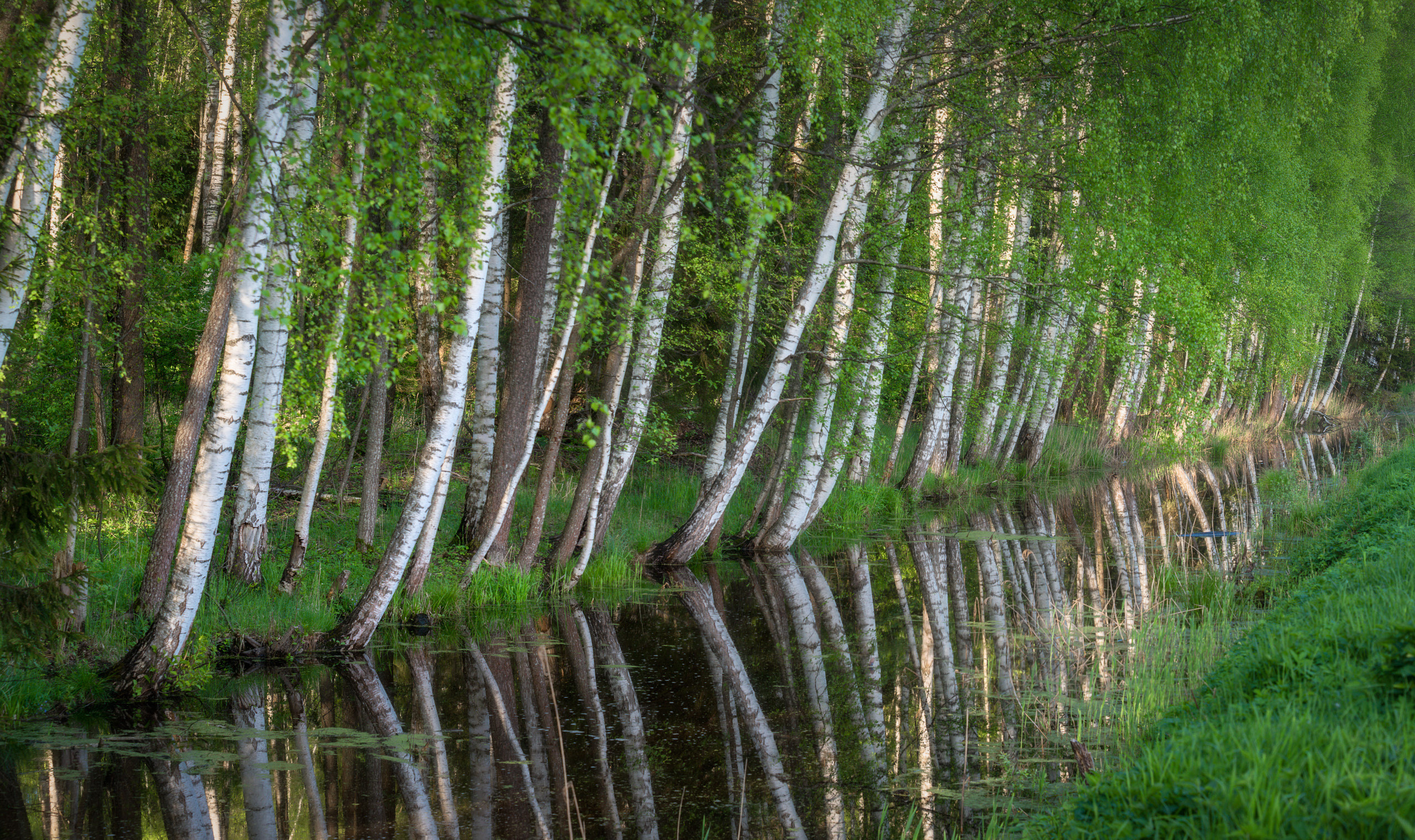 Фотографии деревьев в пейзаже. Андрей Баскевич пейзажный и travel-фотограф в Зеленограде