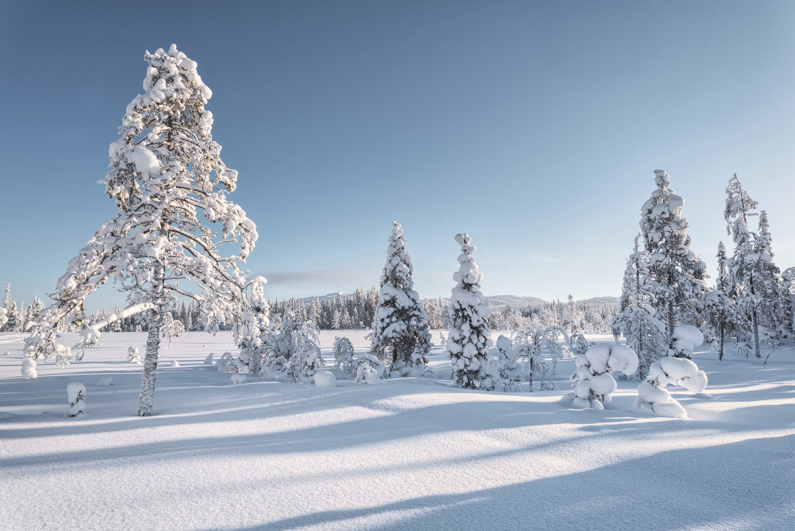 Зима в национальном парке Паанаярви. Фотограф Андрей Баскевич