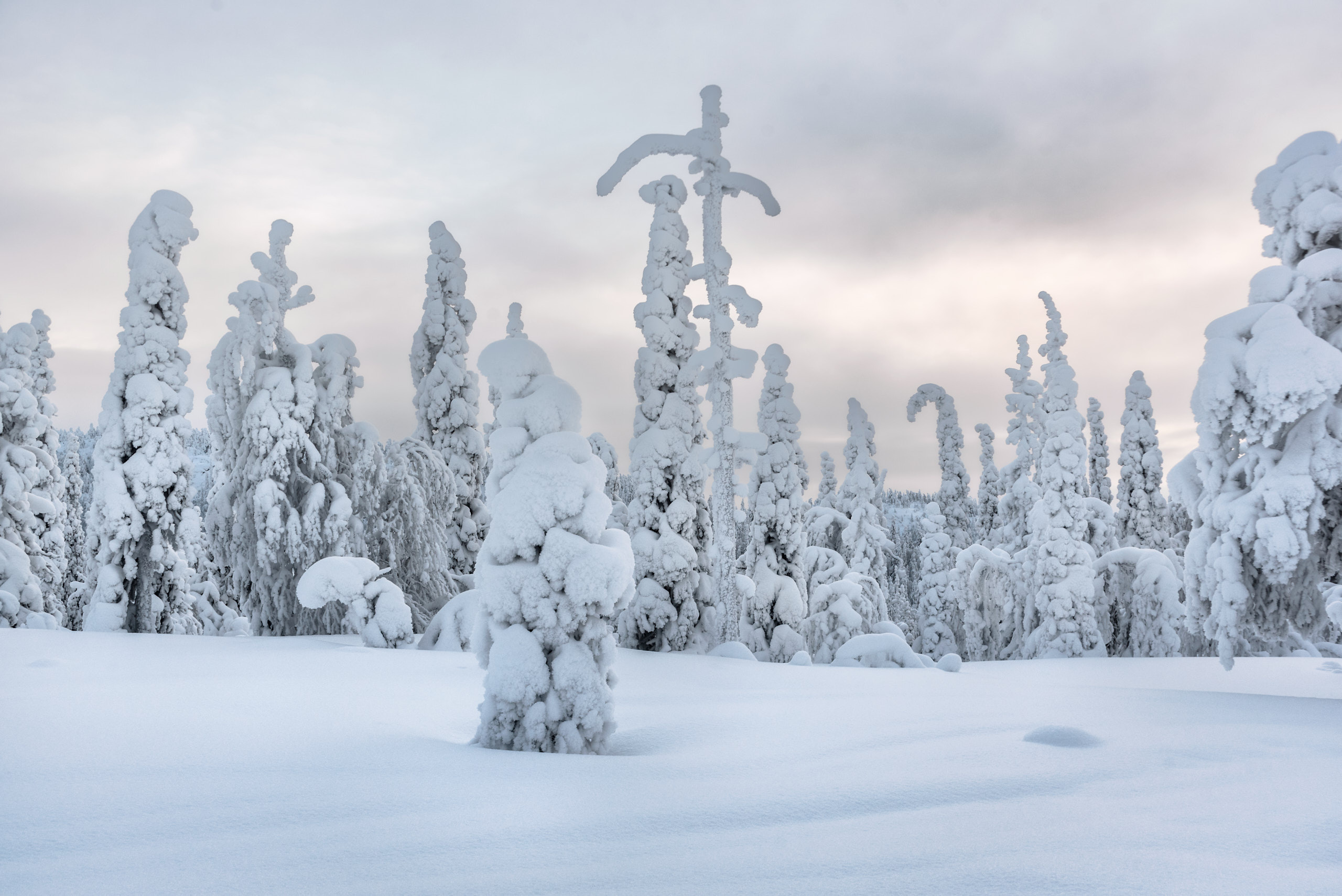 Зимний пейзаж. Национальный парк Паанаярви. Склоны горы Кивакка. Фотограф Андрей Баскевич