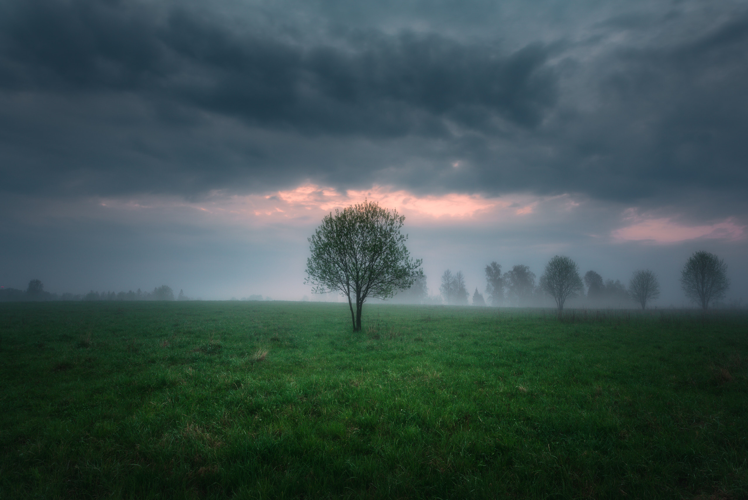 Фотографии деревьев в пейзаже. Андрей Баскевич пейзажный и travel-фотограф в Зеленограде