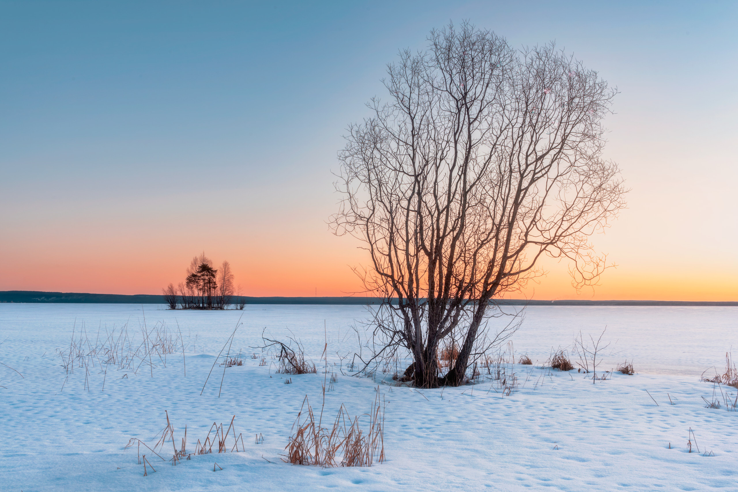Фотографии деревьев в пейзаже. Андрей Баскевич пейзажный и travel-фотограф в Зеленограде