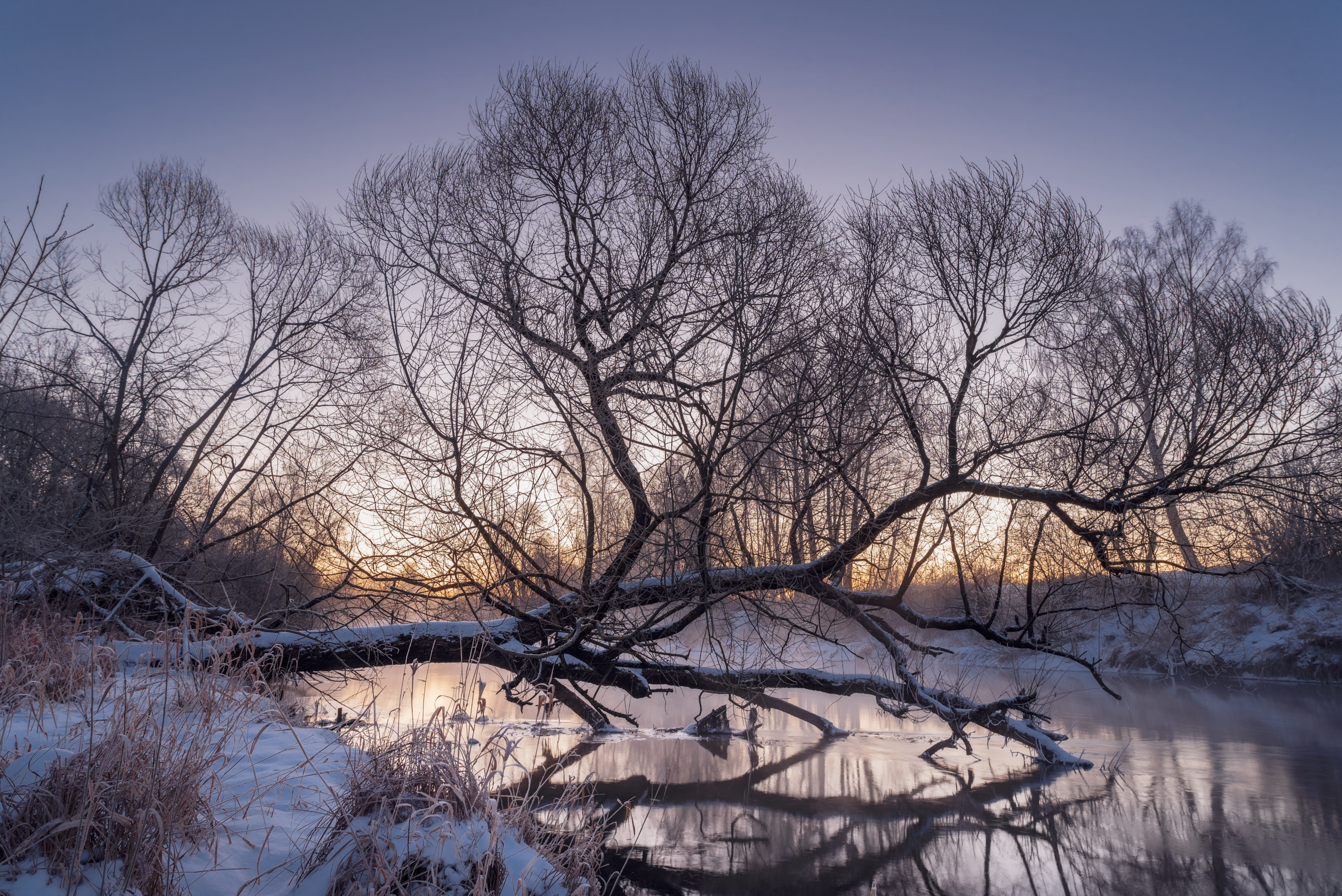 Фотографии деревьев в пейзаже. Андрей Баскевич пейзажный и travel-фотограф в Зеленограде