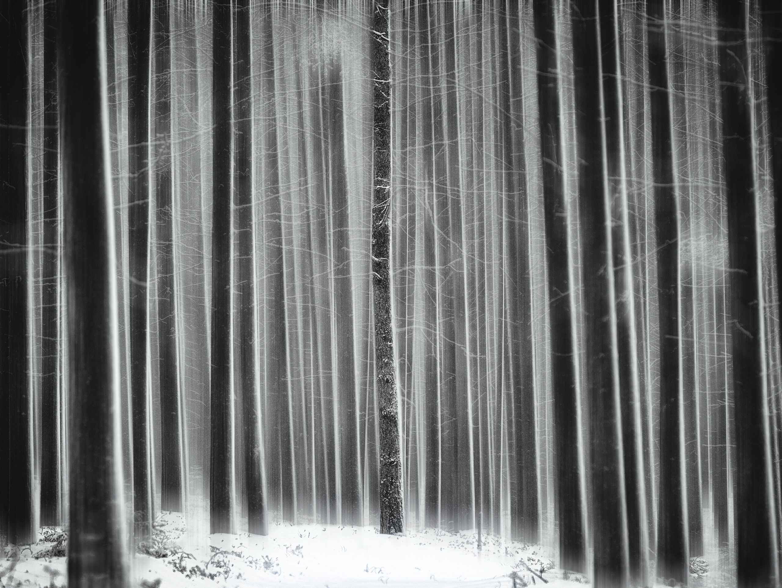 Сосновый бор на полуострове Клим. Республика Карелия. Лебещина