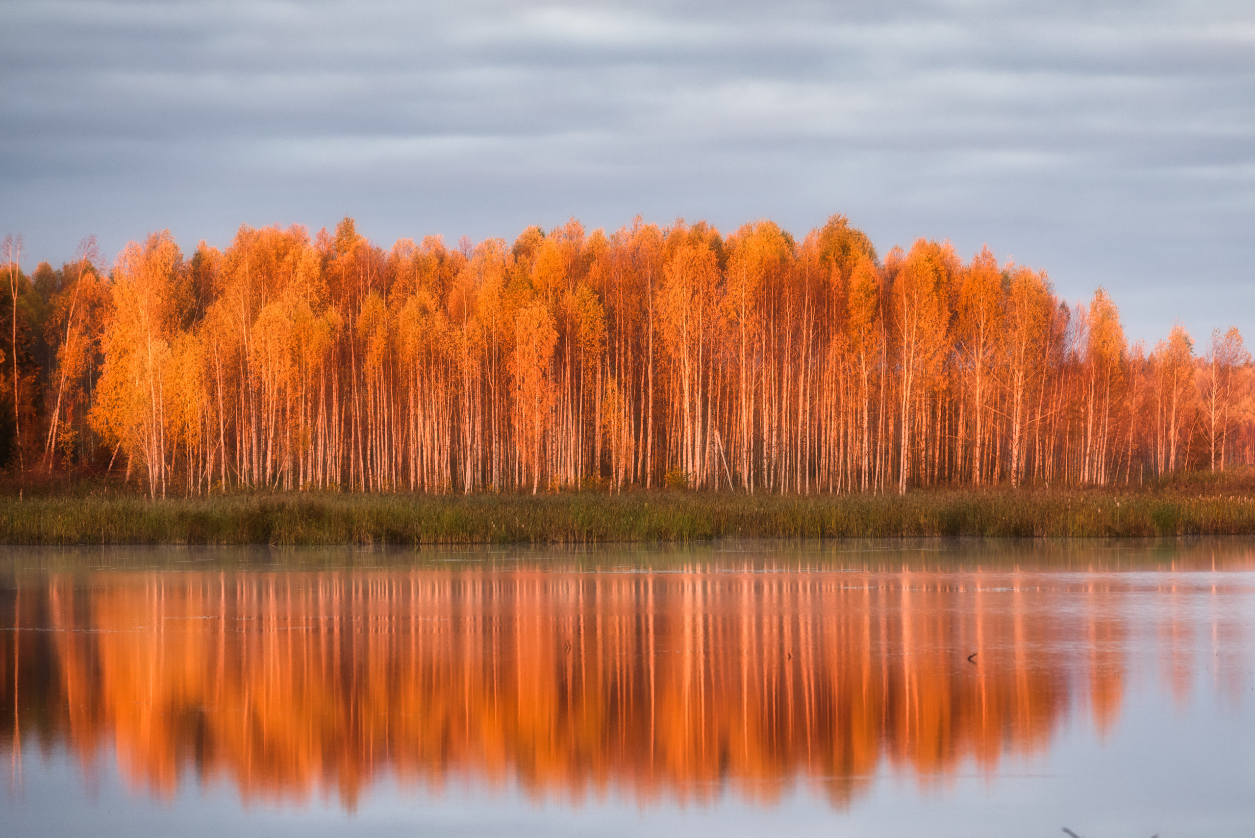 Фотографии деревьев в пейзаже. Андрей Баскевич пейзажный и travel-фотограф в Зеленограде