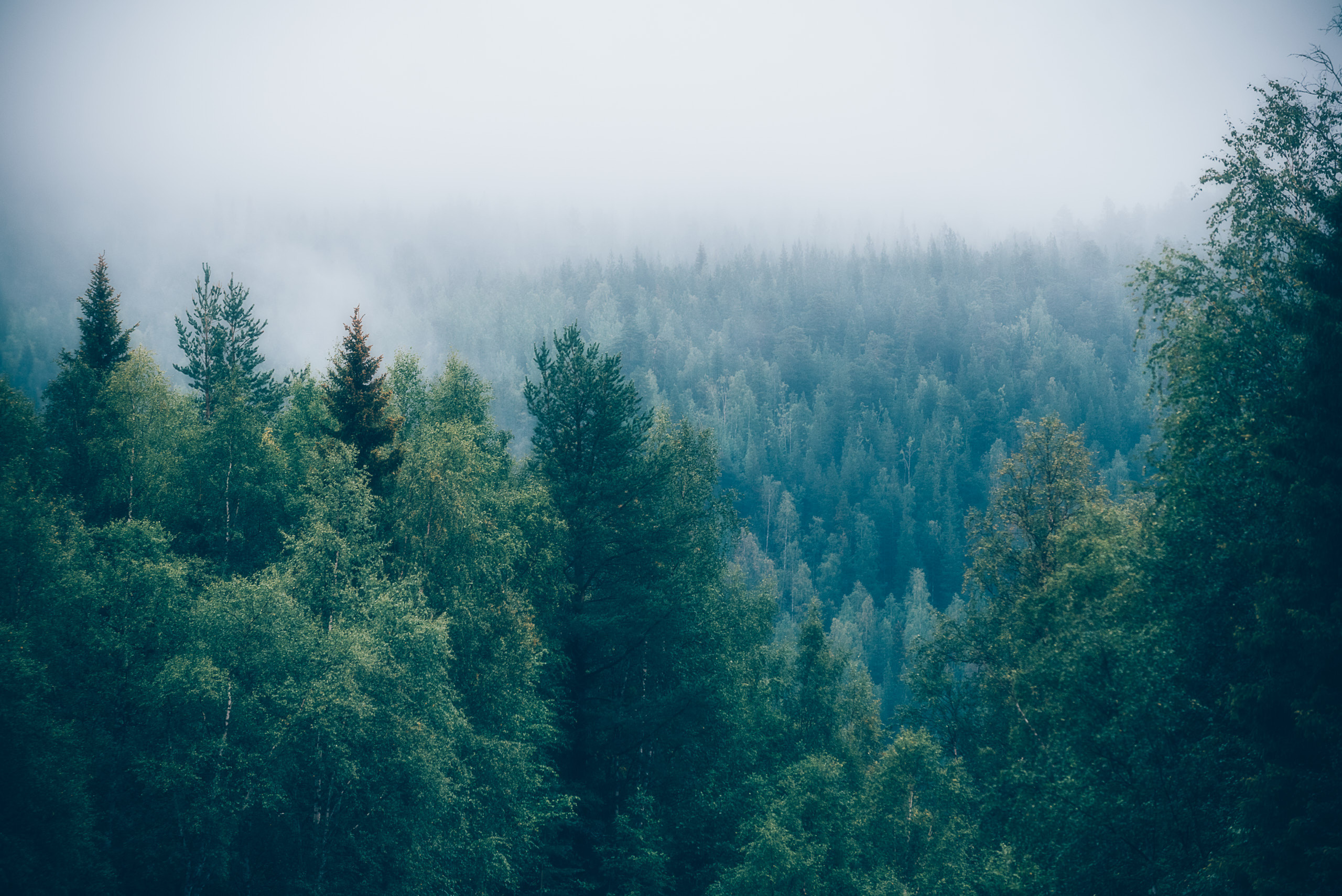 Фотографии деревьев в пейзаже. Андрей Баскевич пейзажный и travel-фотограф в Зеленограде