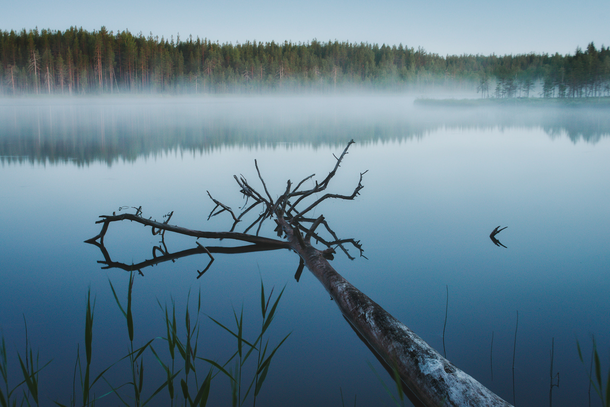 Фотографии деревьев в пейзаже. Андрей Баскевич пейзажный и travel-фотограф в Зеленограде