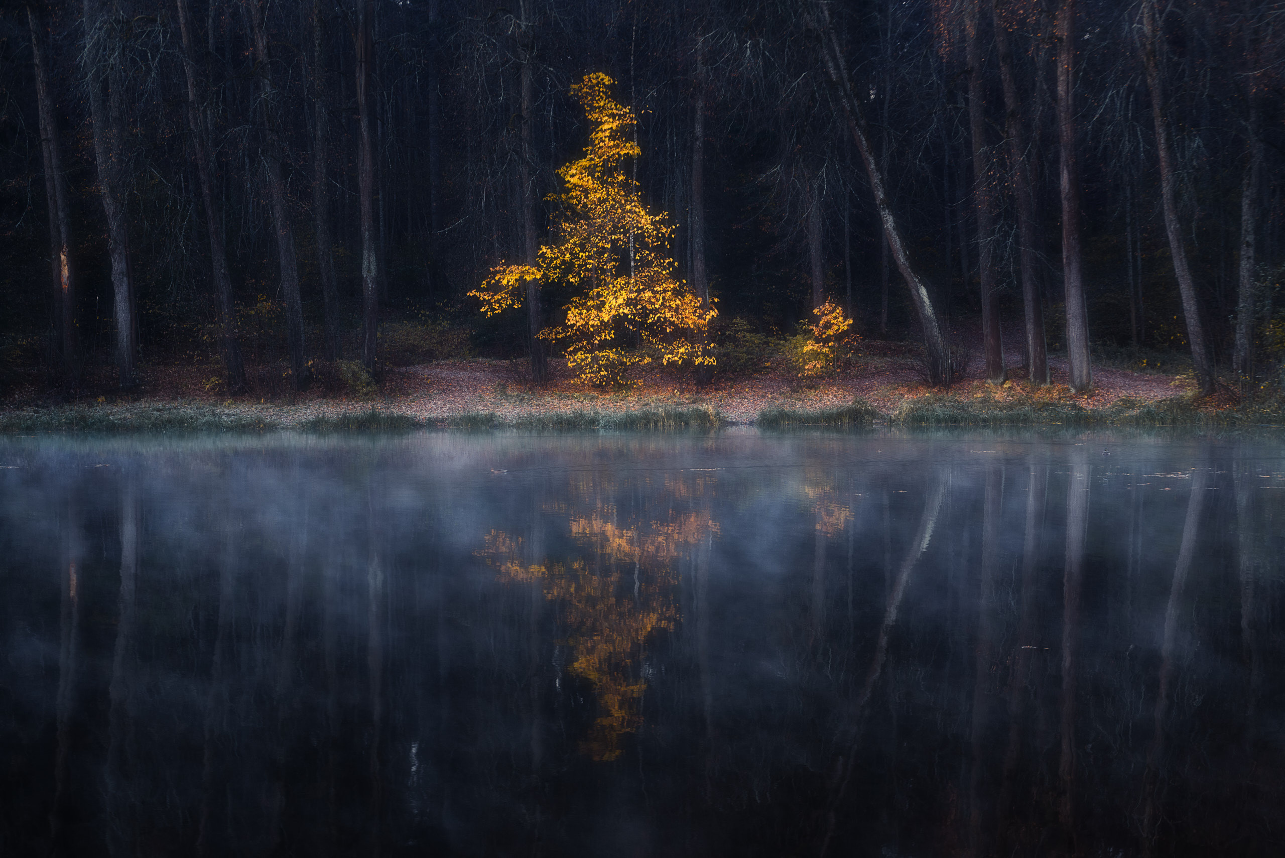 Фотографии деревьев в пейзаже. Андрей Баскевич пейзажный и travel-фотограф в Зеленограде