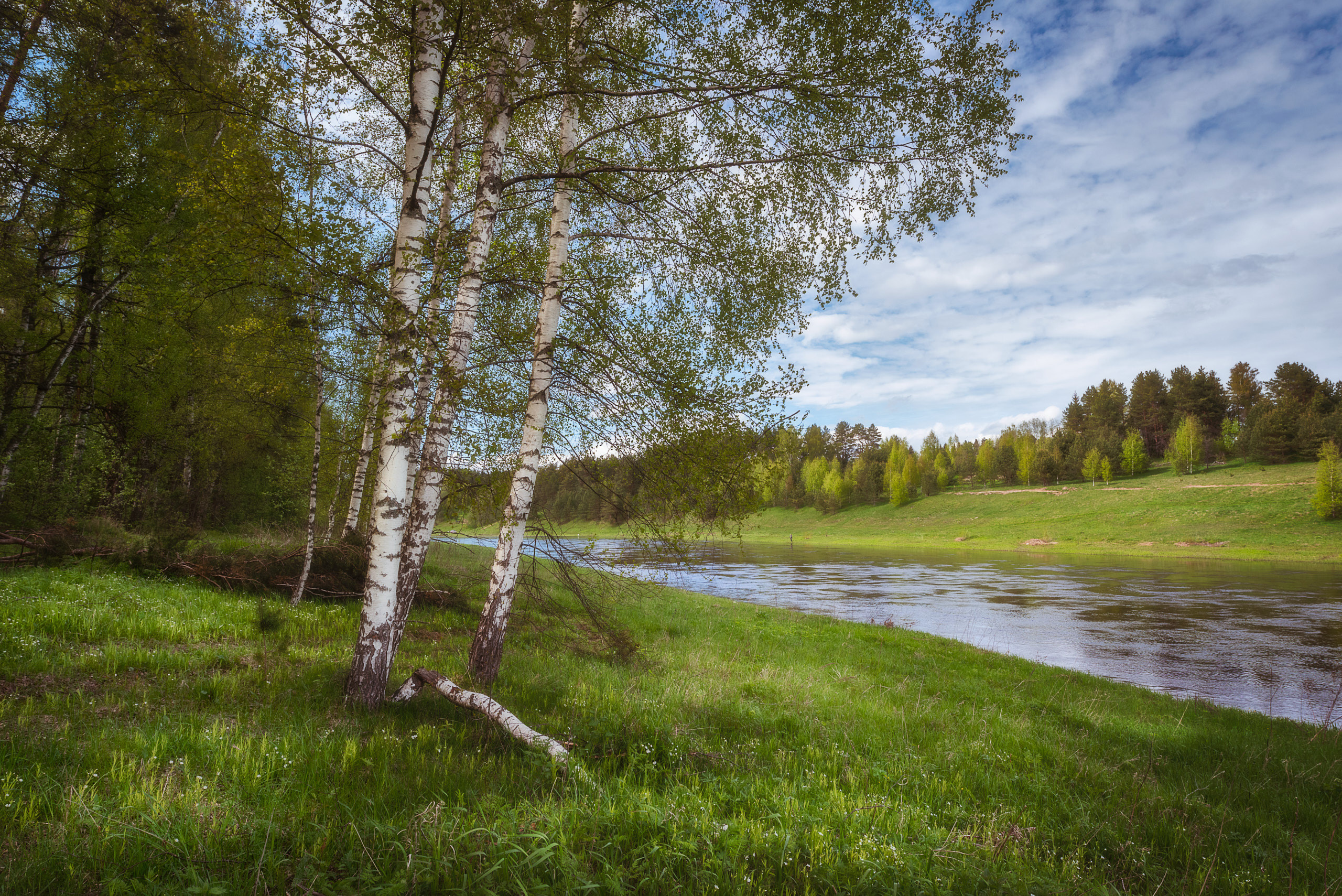 Фотографии деревьев в пейзаже. Андрей Баскевич пейзажный и travel-фотограф в Зеленограде
