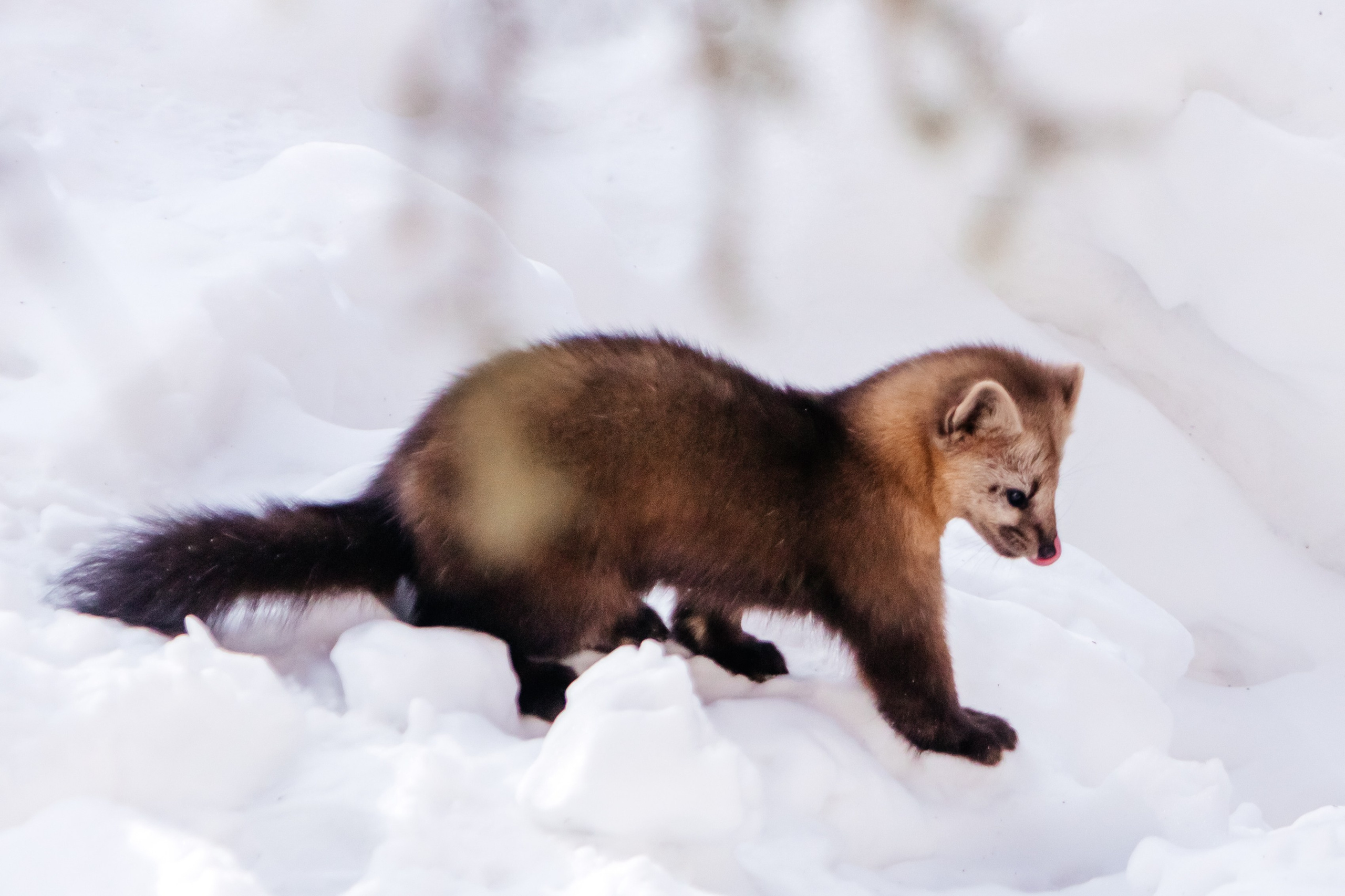 Соболь. Фотограф в Красноярске Оксана Корчагина