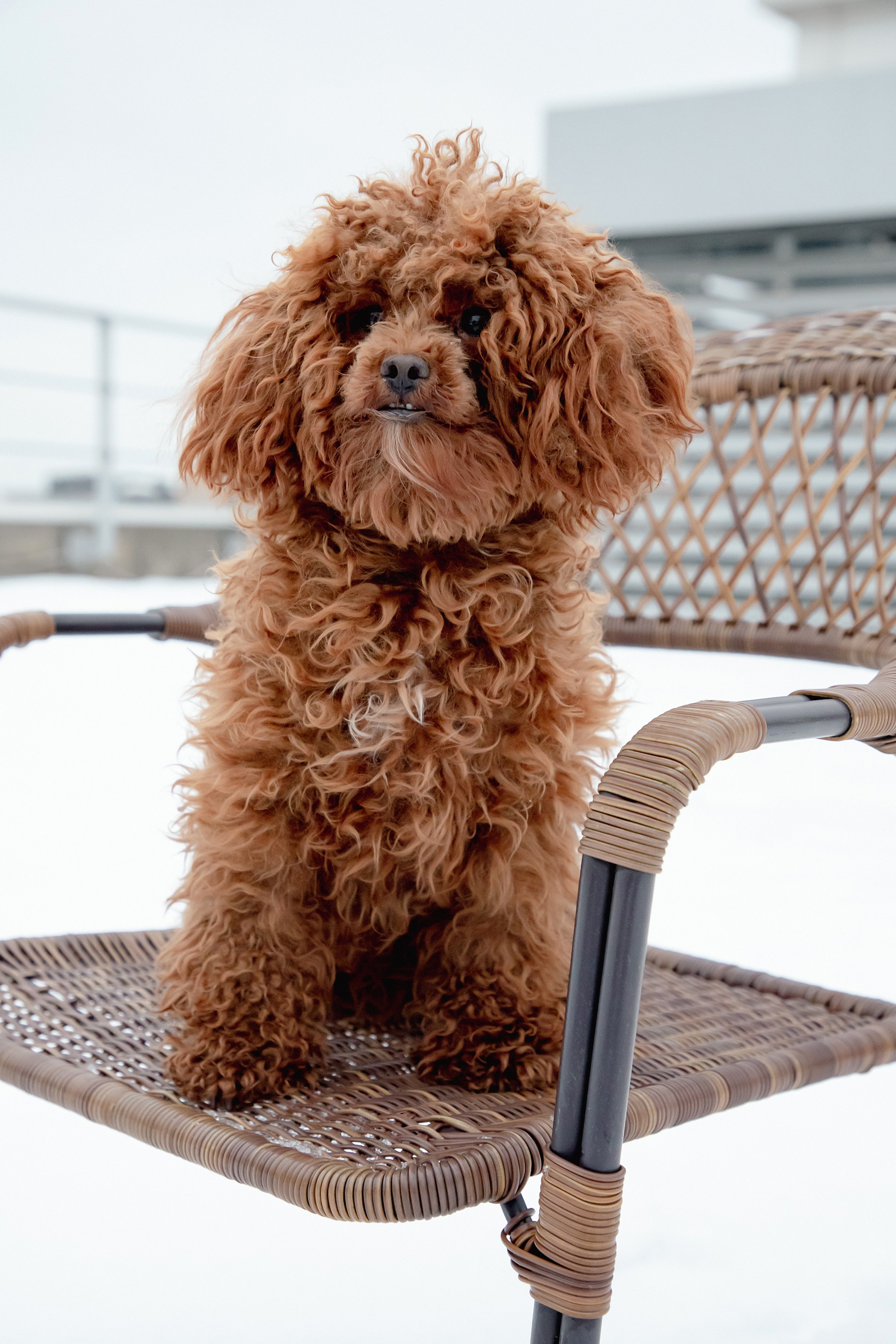 Перед новым годом