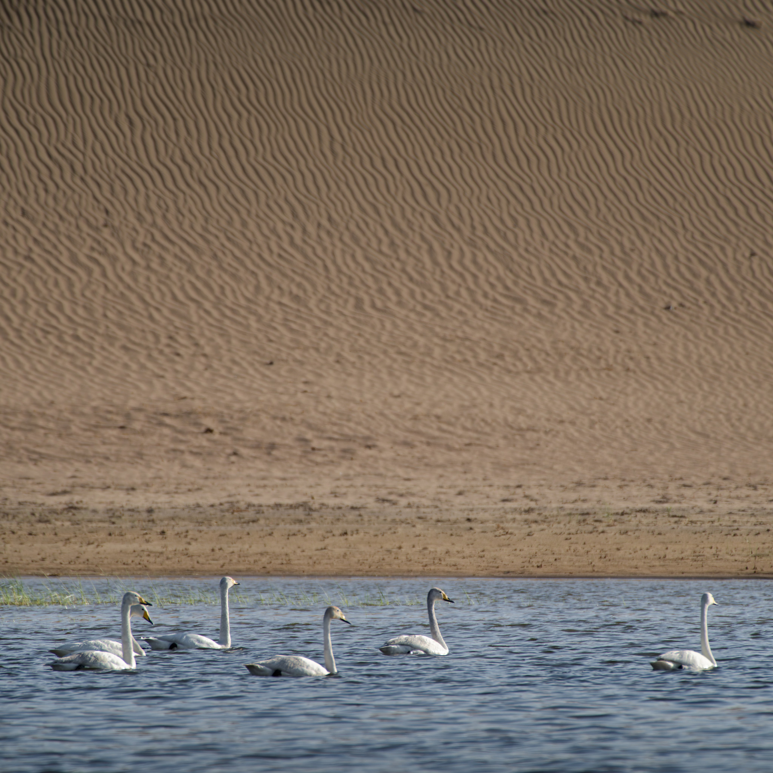 Экспедиция в Монголию (Гоби). Семоха Валерий. Фотограф