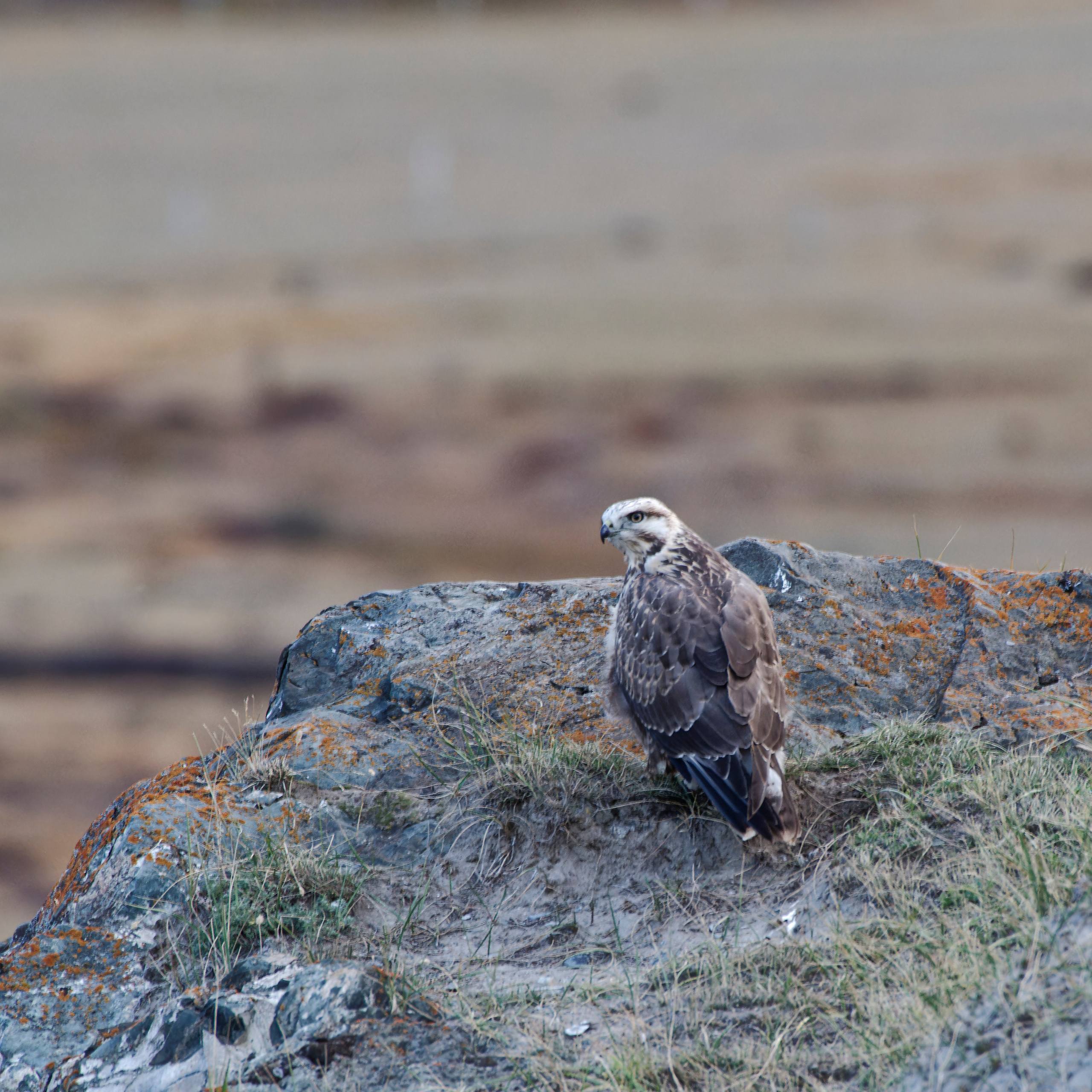 Укок. Pentax K-1 II + D FA 150-450 + HD DA AF 1.4x AW