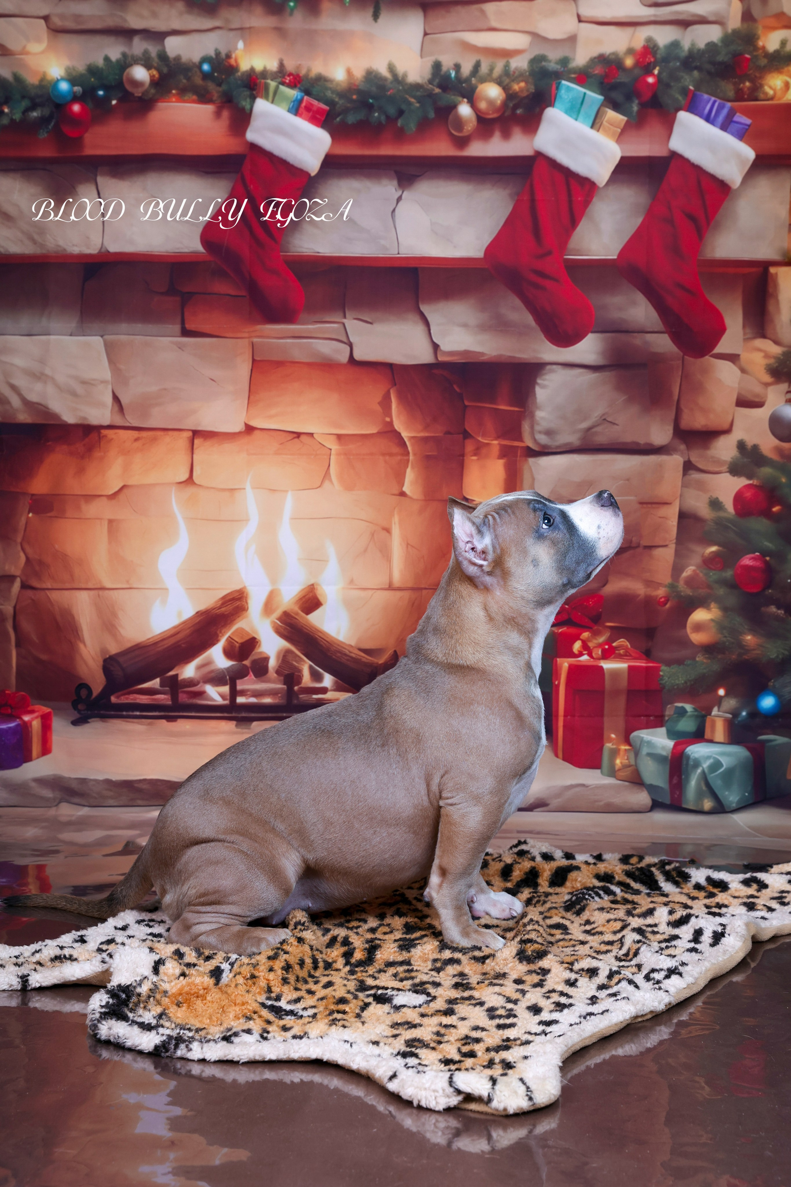 Американский булли!. Фотограф 📸 семейный, предметный, репортажный