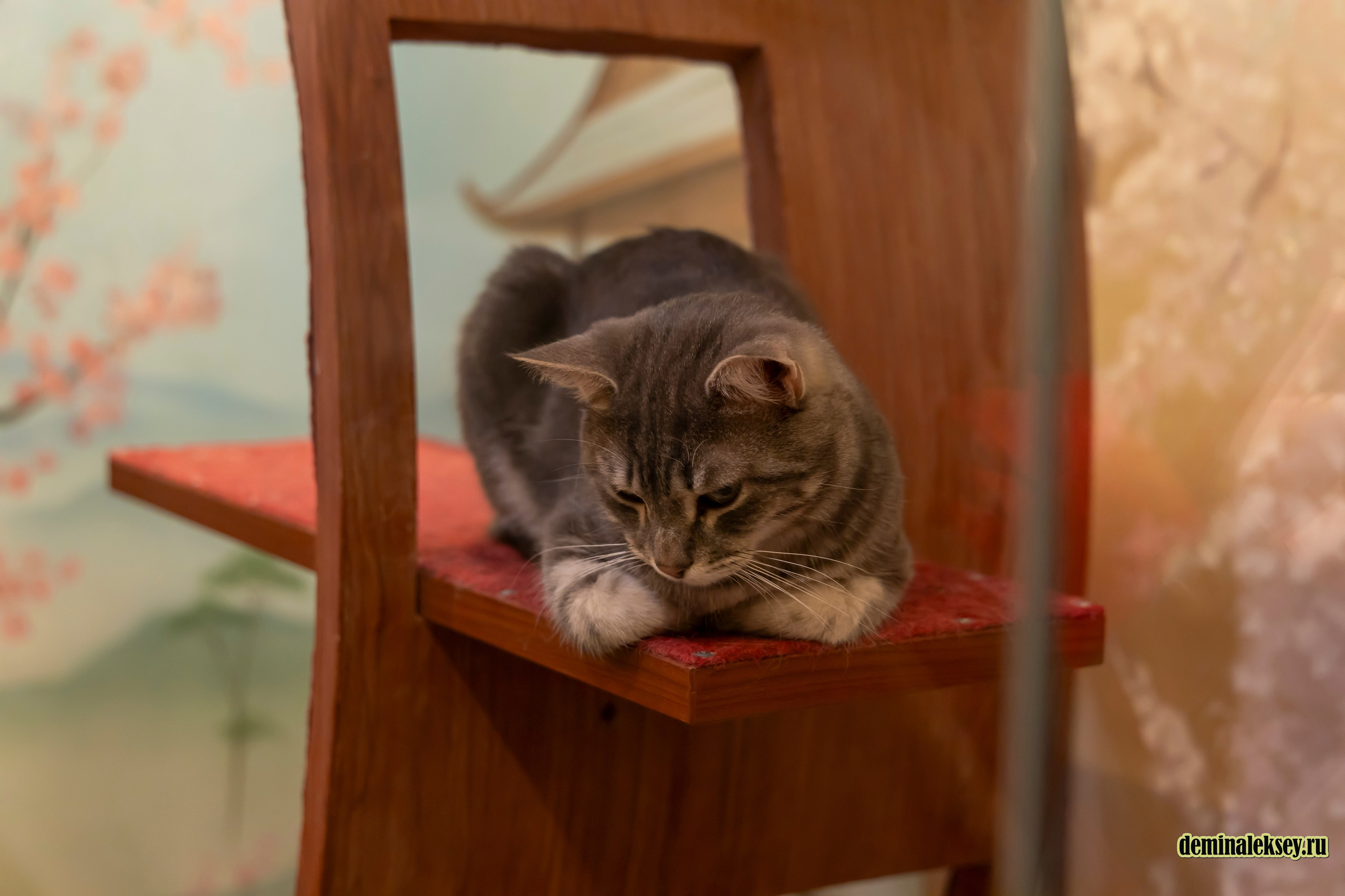 Театр кошек Куклачева 26 февраля 2025. Репортажный, семейный и студийный фотограф в Москве Демин Алексей