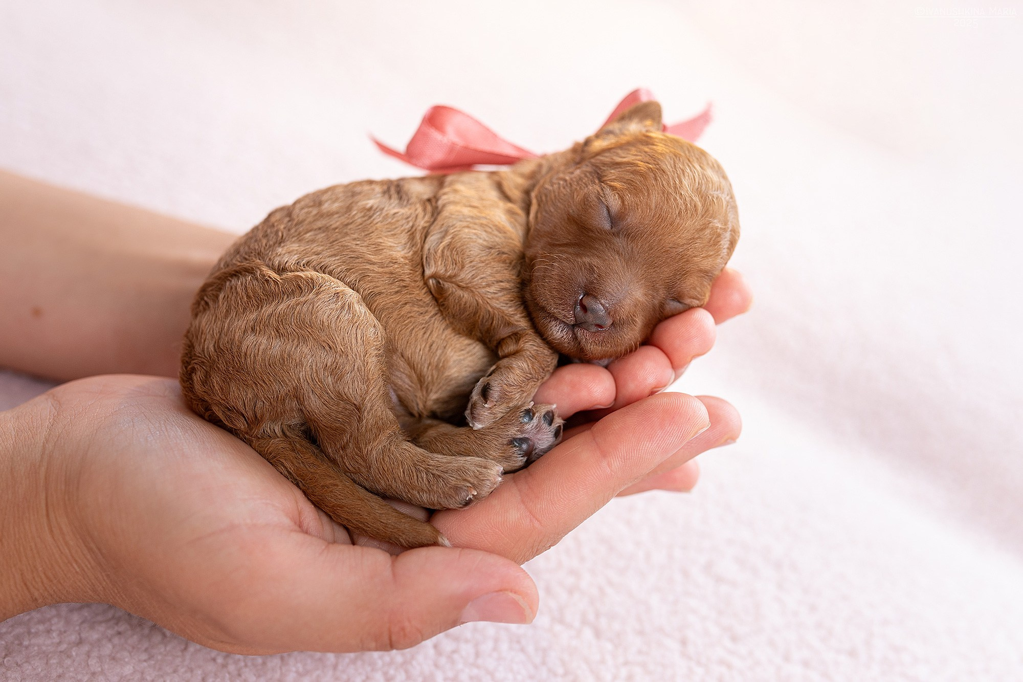 Ньюборн фотосессия щенков. Фотограф собак в Москве и Московской области Иванушкина Мария