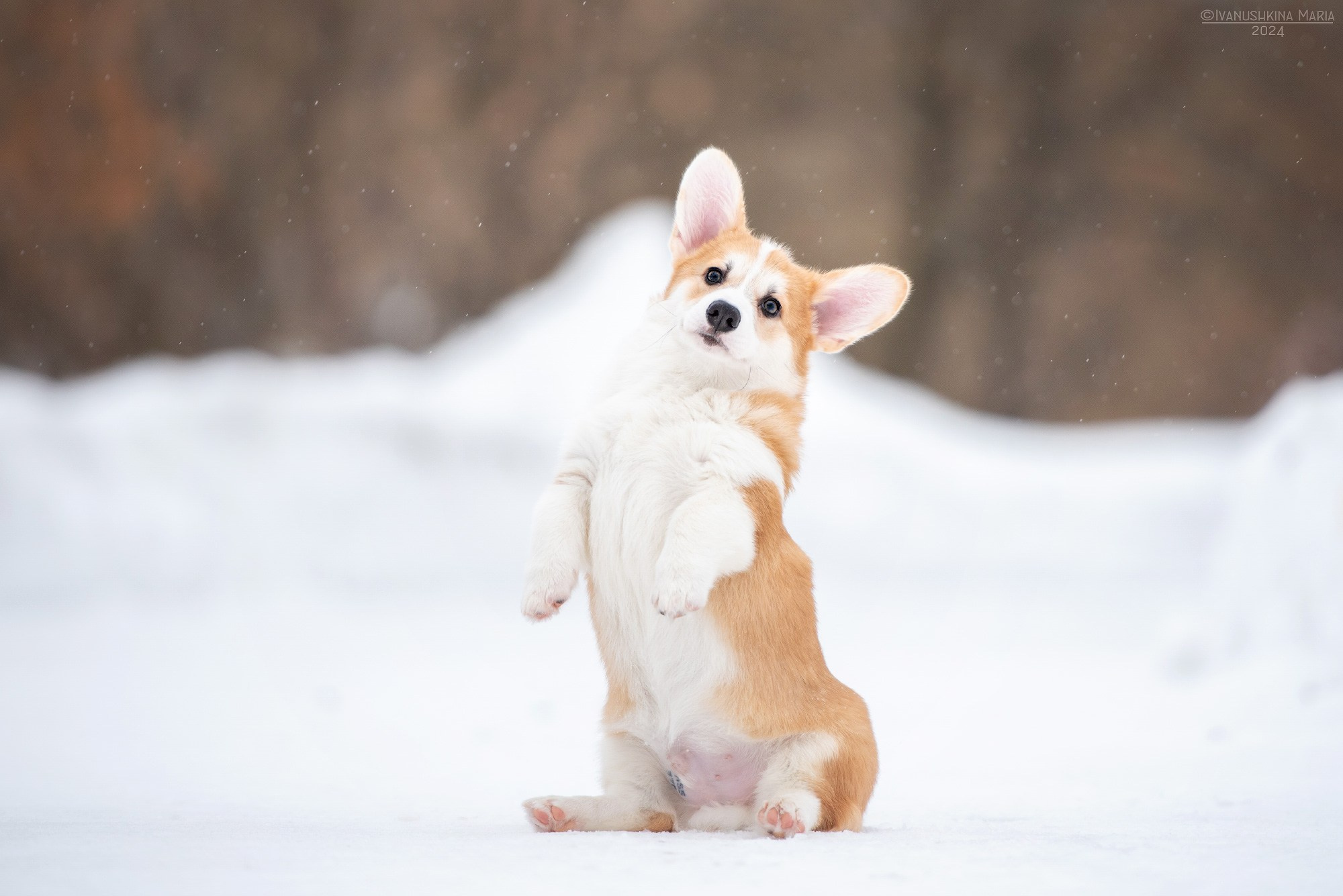 Фотосессия щенков на продажу. Фотограф собак в Москве и Московской области Иванушкина Мария