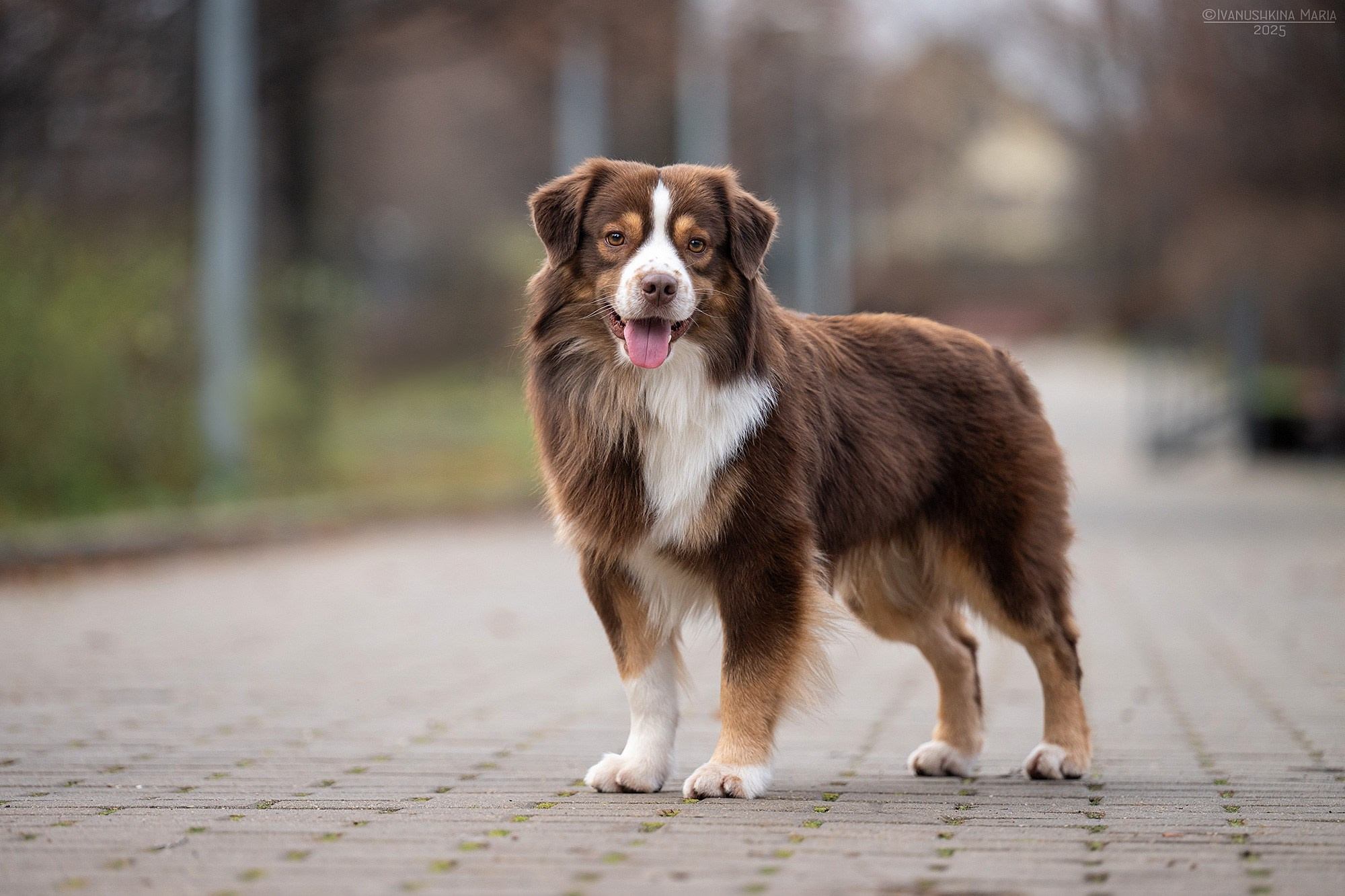 Экстерьерная фотосессия собаки. Фотограф собак в Москве и Московской области Иванушкина Мария
