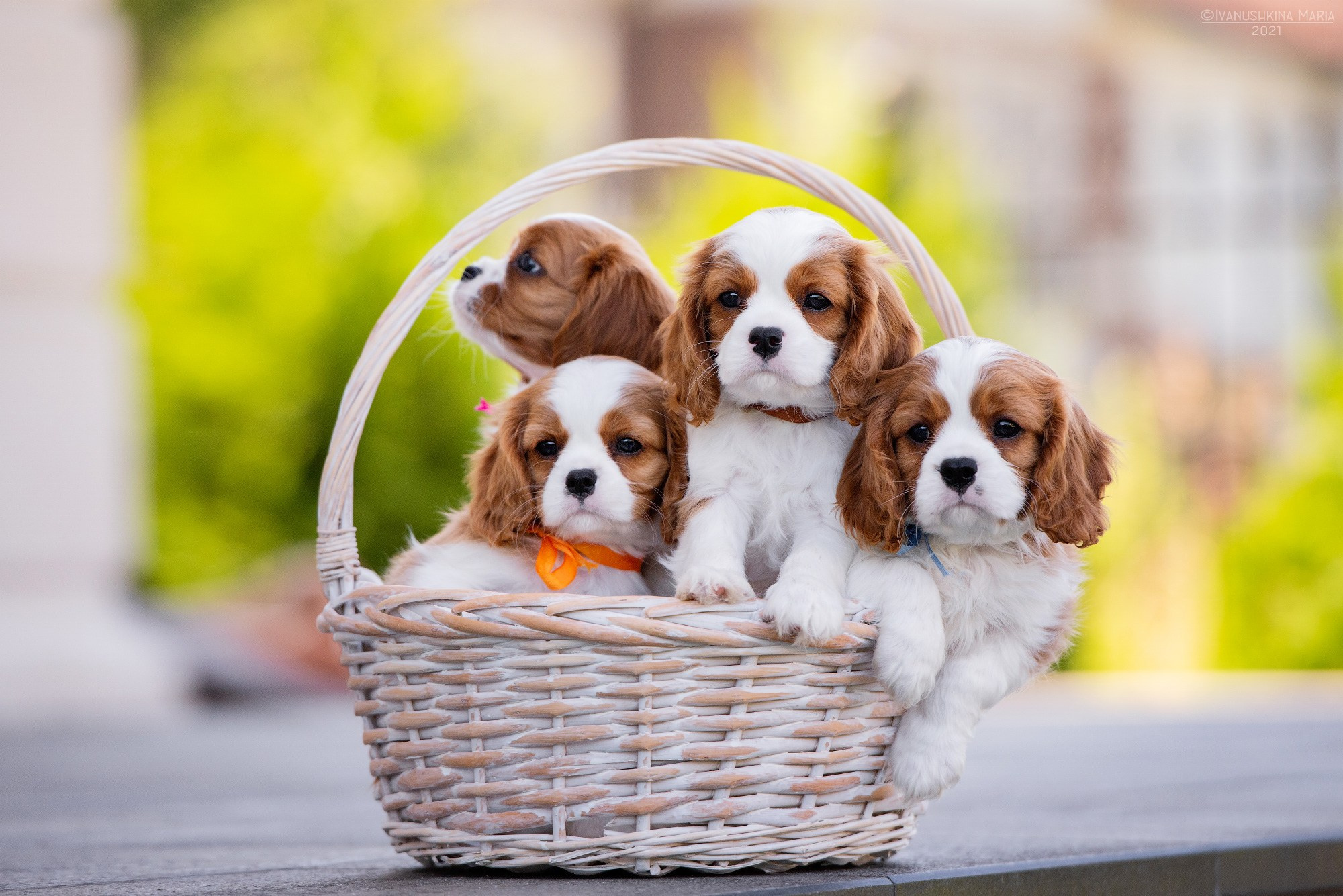 Фотосессия щенков на продажу. Фотограф собак в Москве и Московской области Иванушкина Мария
