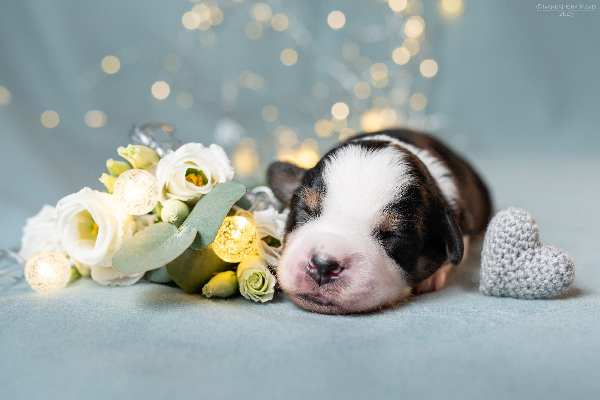 Ньюборн фотосессия щенков. Фотограф собак в Москве и Московской области Иванушкина Мария