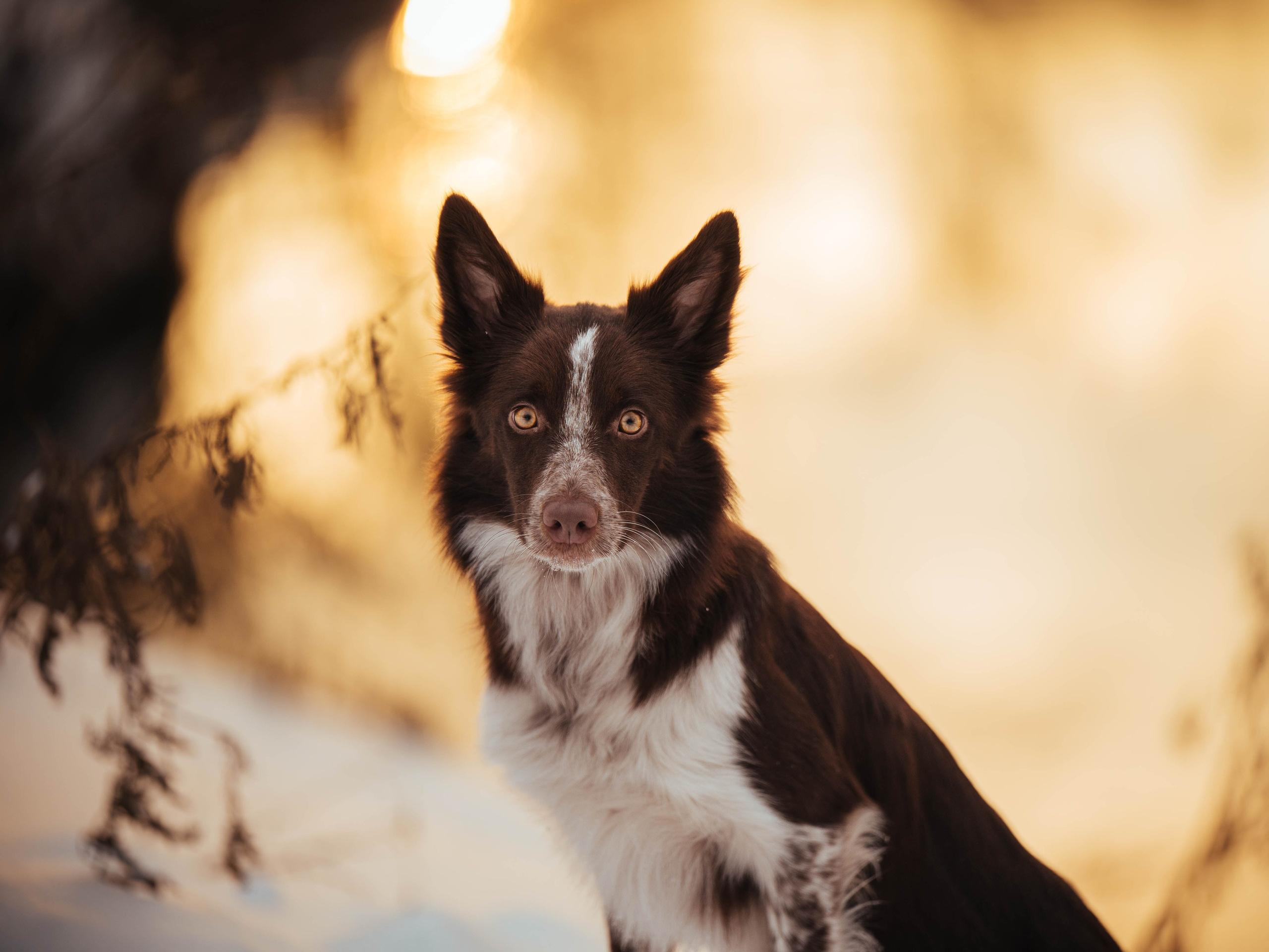 Даша и Мика. Семейный фотограф анималист Ананьева Мария — Москва