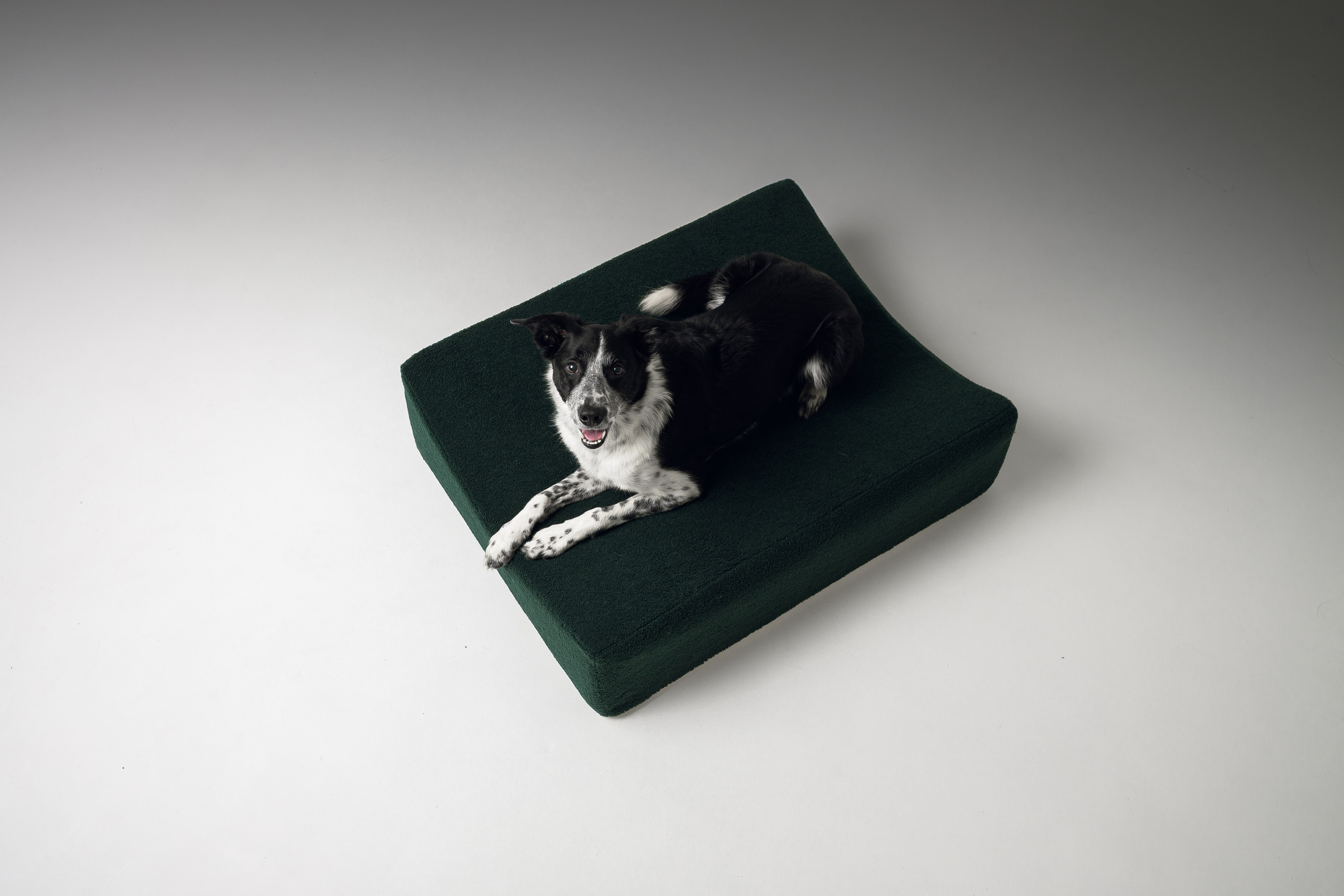 Chilldog. Семейный фотограф анималист Ананьева Мария — Москва