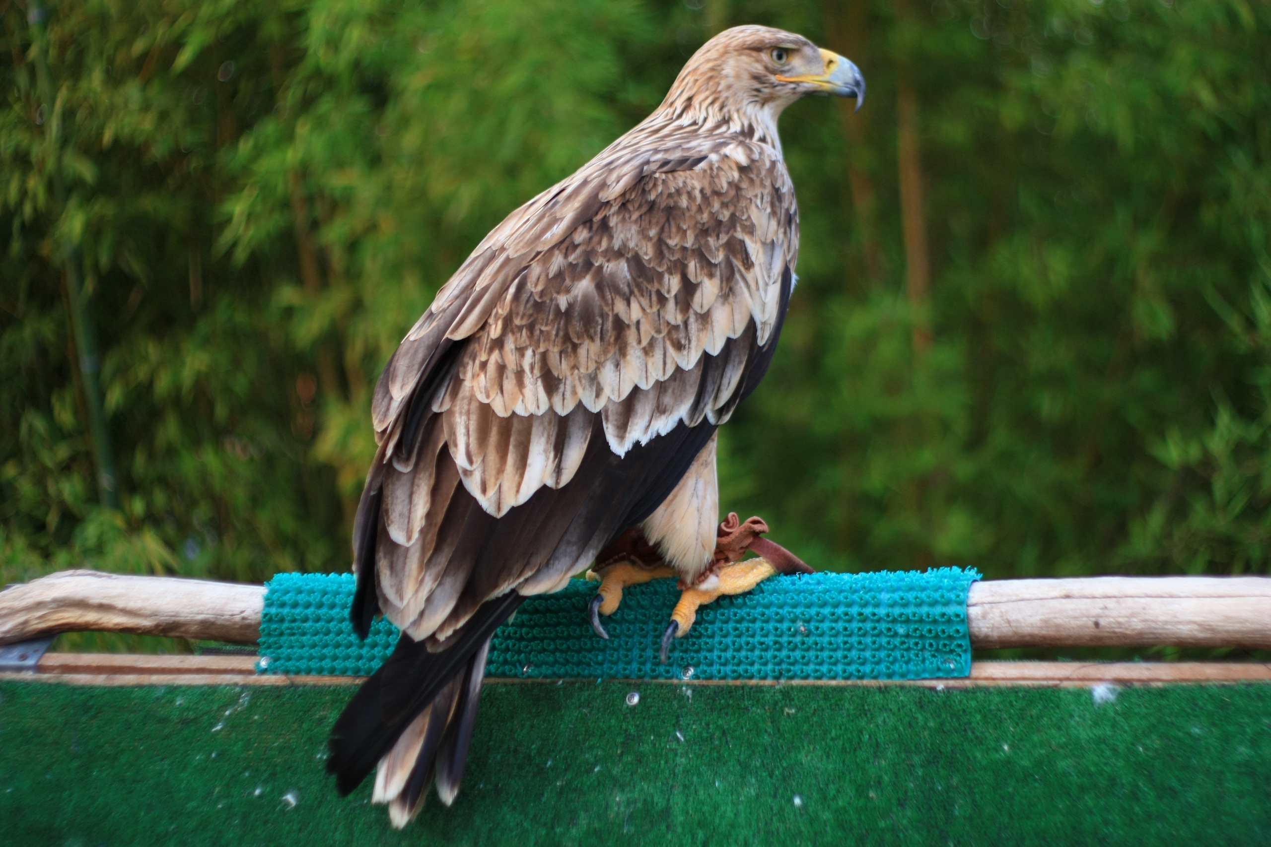 Первые кадры. Сочи — парк. Фотограф Роман Адлер