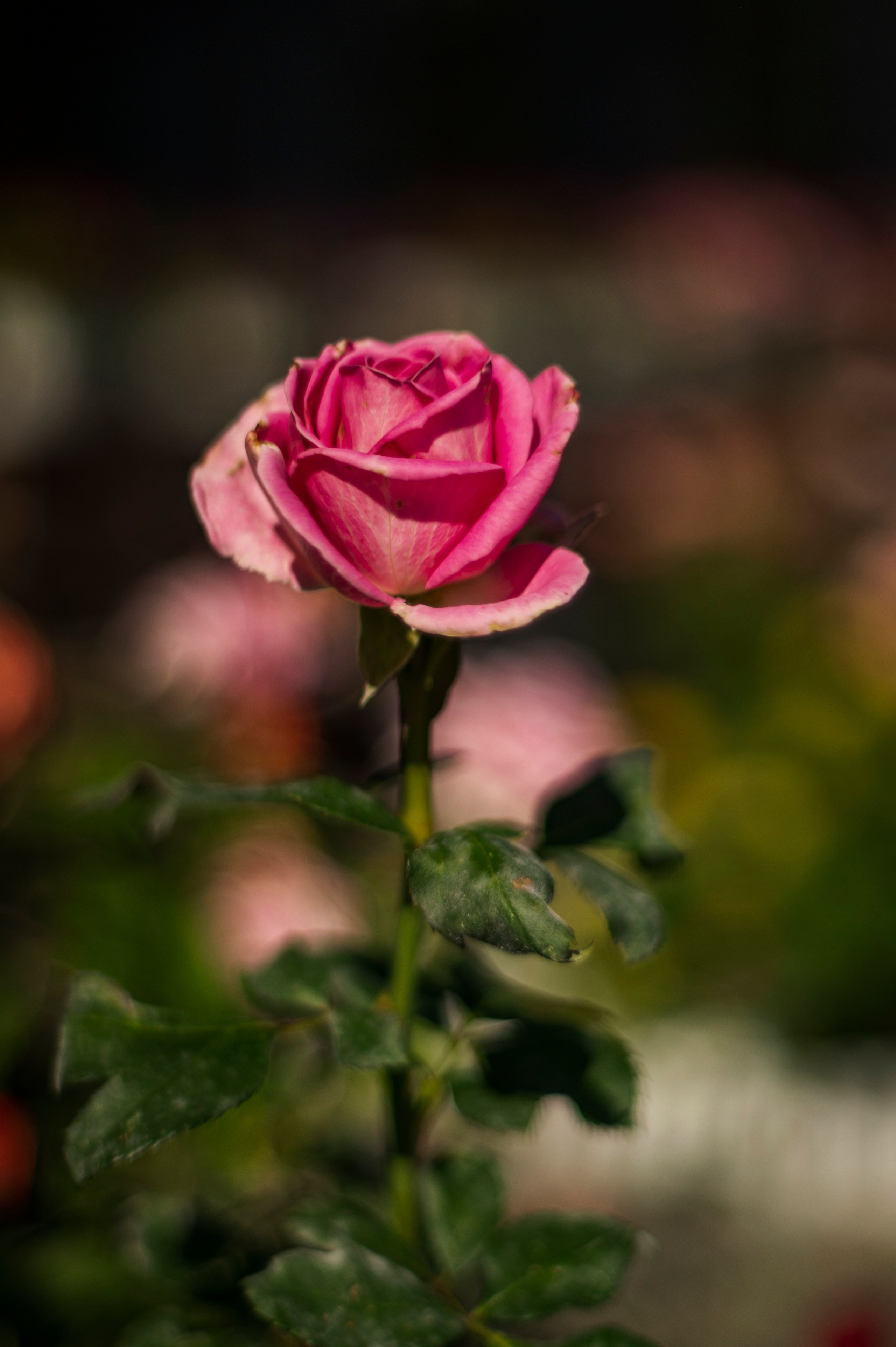 Волгоград. Сентябрь 2023. Фотограф Роман Адлер