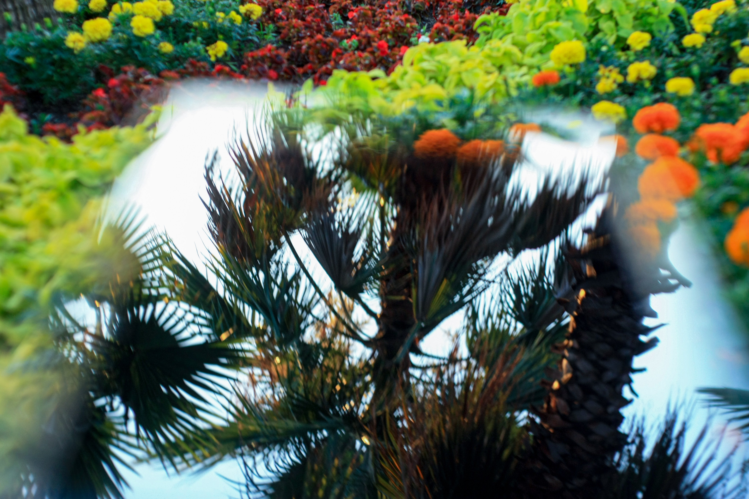 Первые кадры. Сочи — парк. Фотограф Роман Адлер