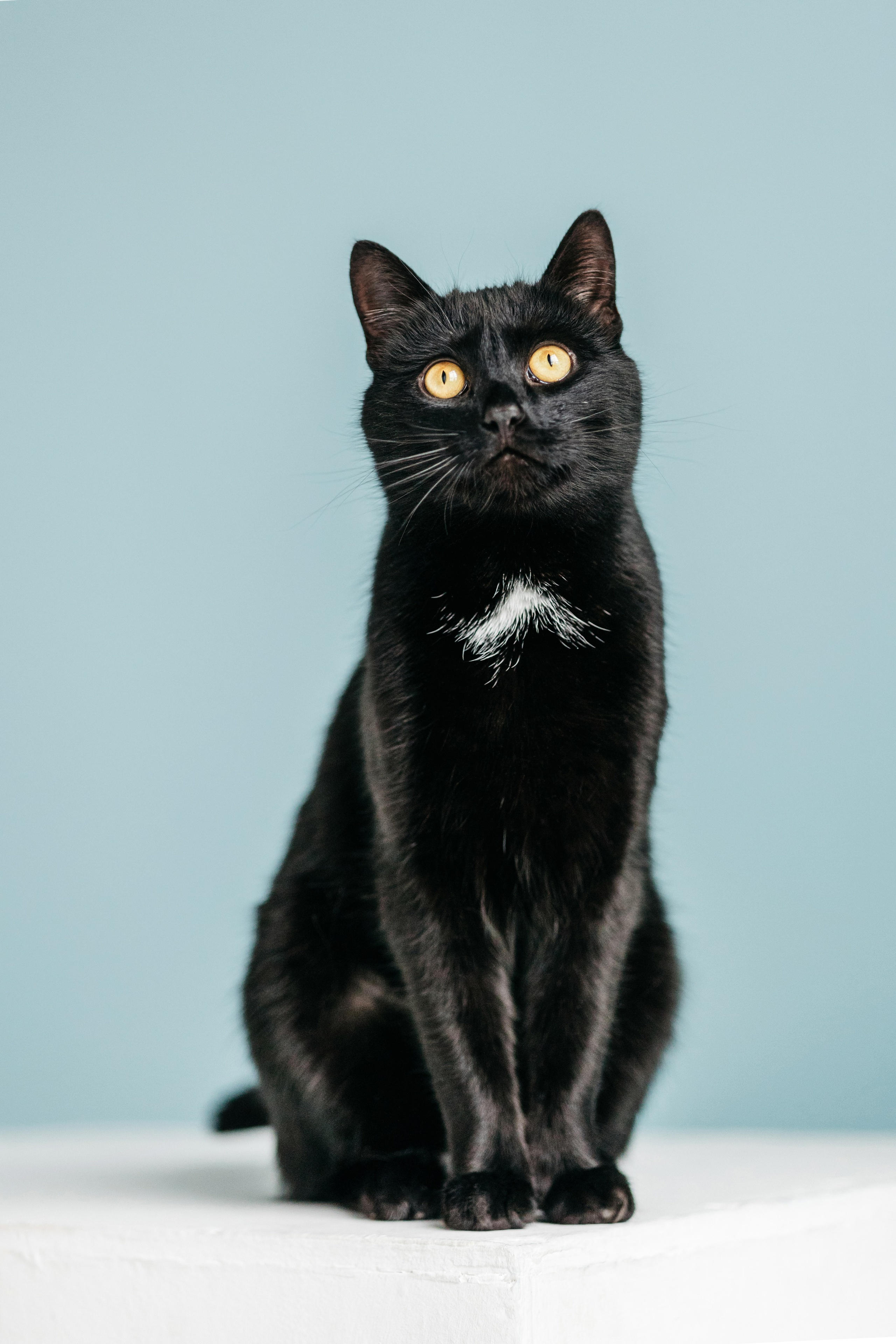 Кузя. Фотограф-анималист Елена Радченко, Москва