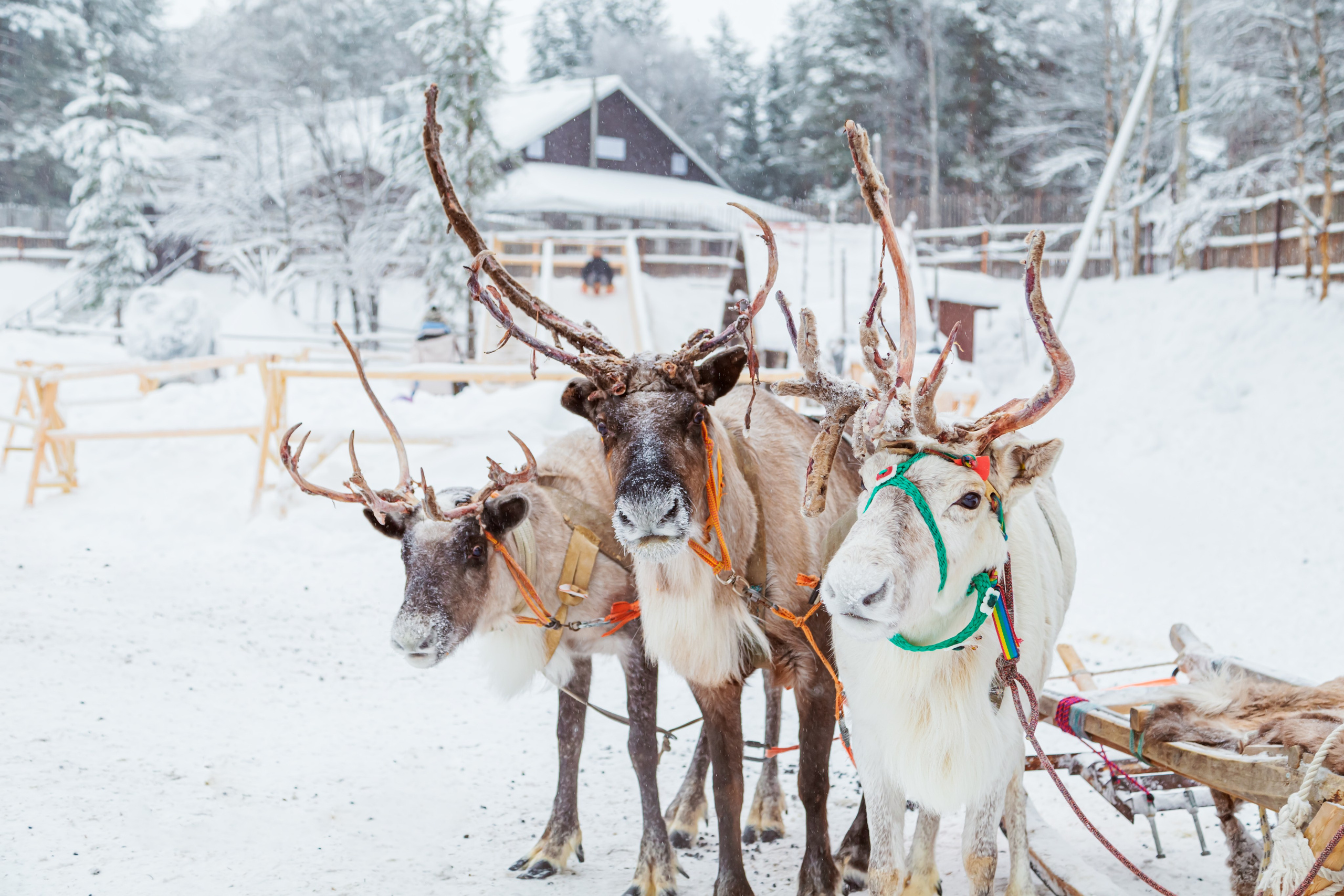 Кольский полуостров. Тревел-фотограф Елизавета Ларионова