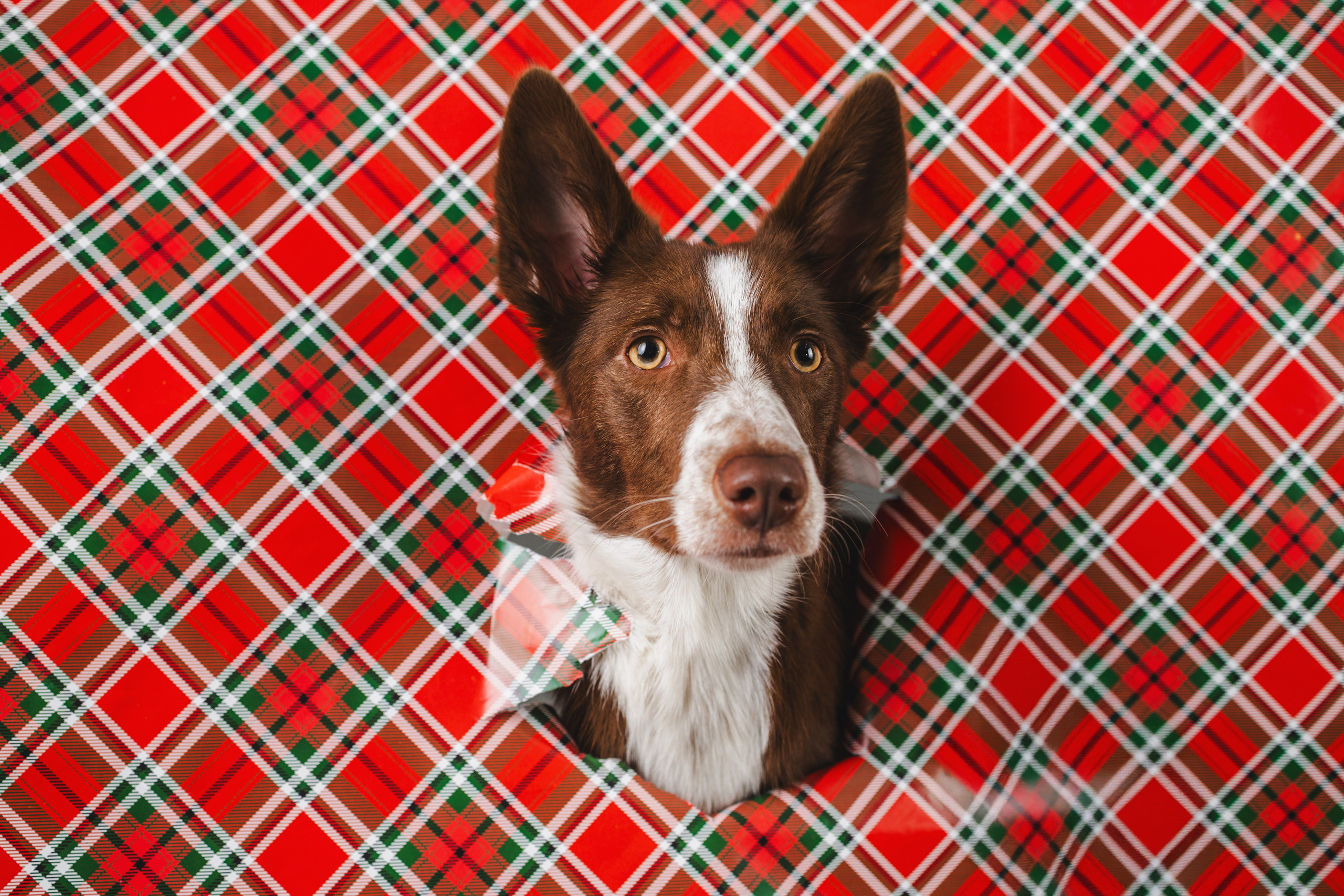 Воркшоп по импульсному свету