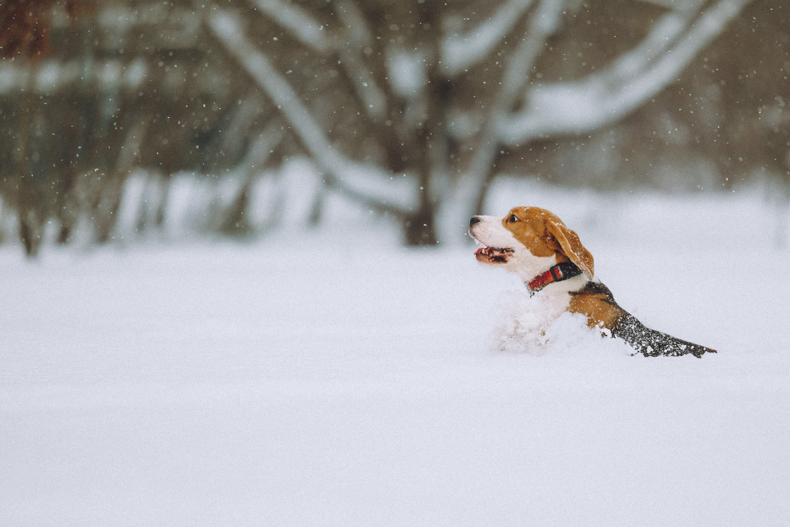 Роман, Портер и Коррес