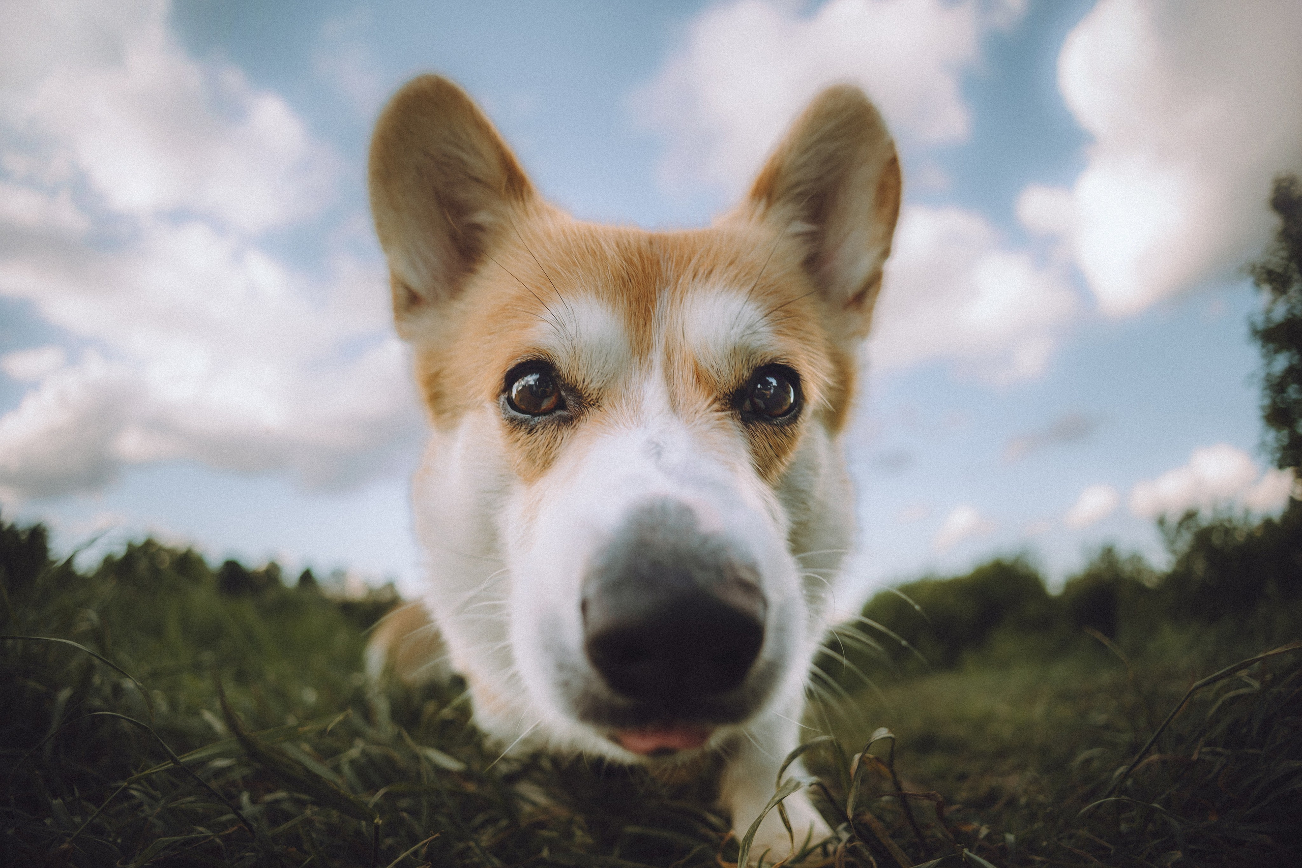 Вирджик и его семья