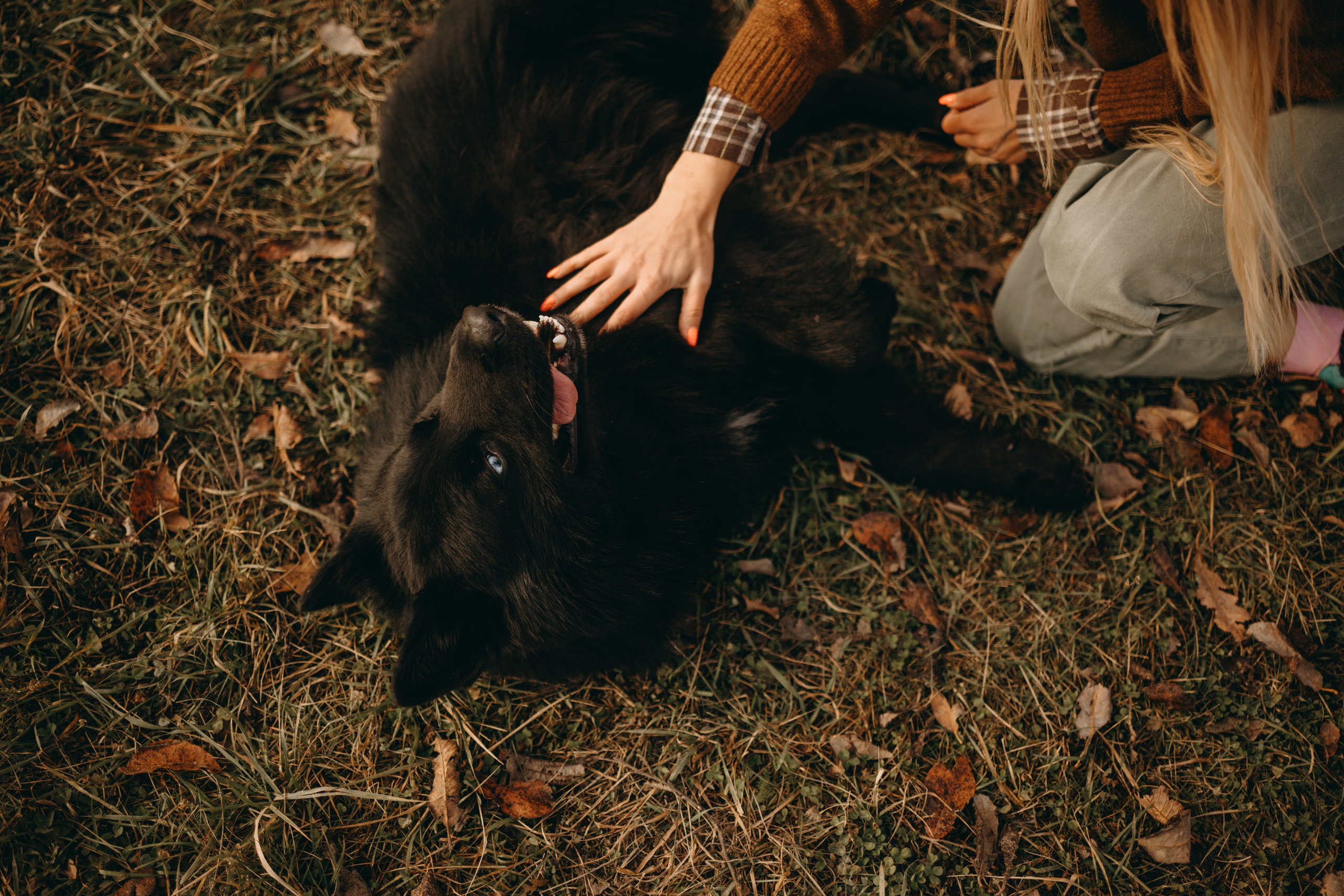 Лора и Джанго. Фотограф — Анималист | Санкт-Петербург