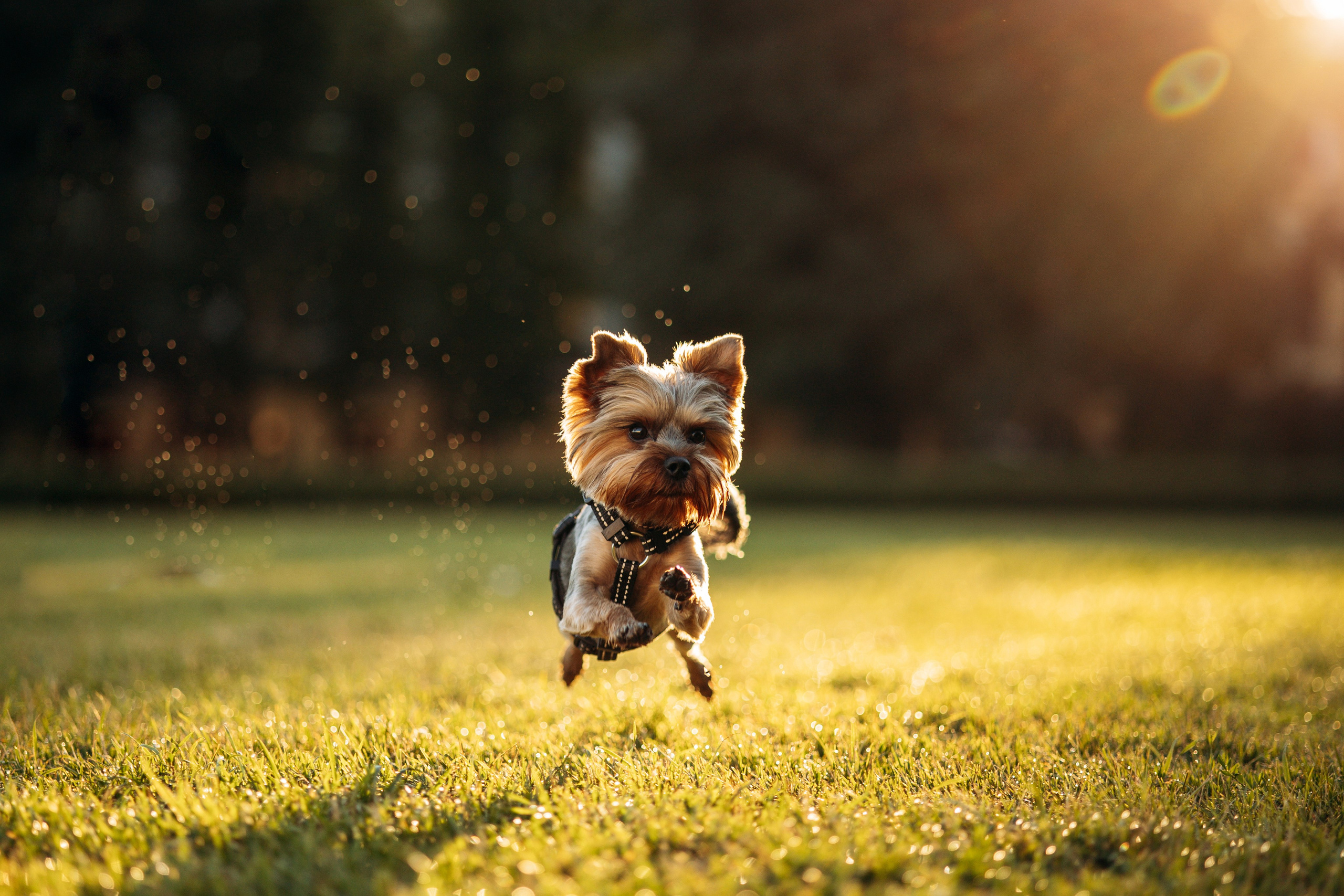 Филя и его семья. Фотограф — Анималист | Санкт-Петербург