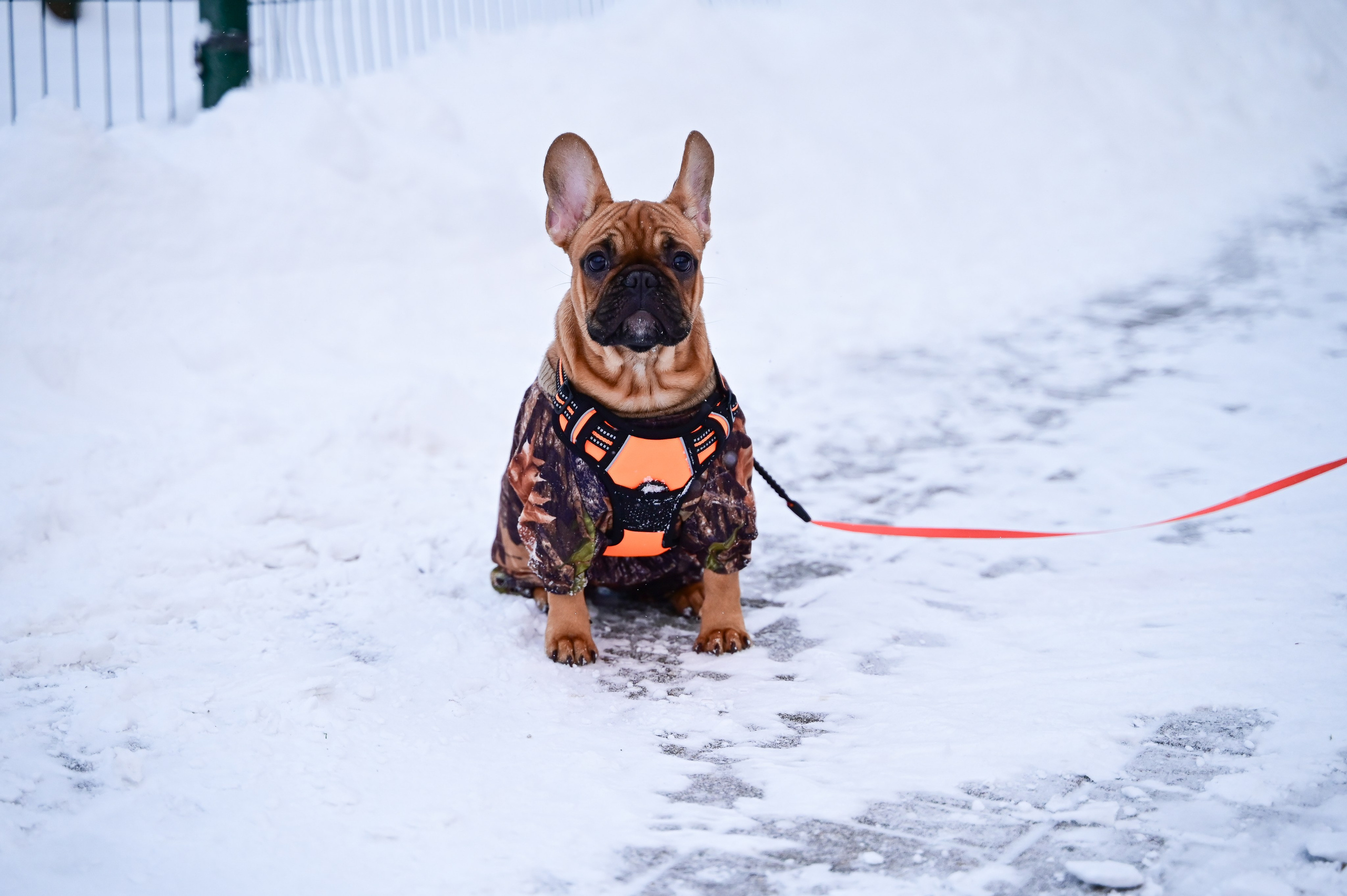 Sat9am5km Кузьминки (25.11.23). Фотограф | Ирина Гамзинова | Москва