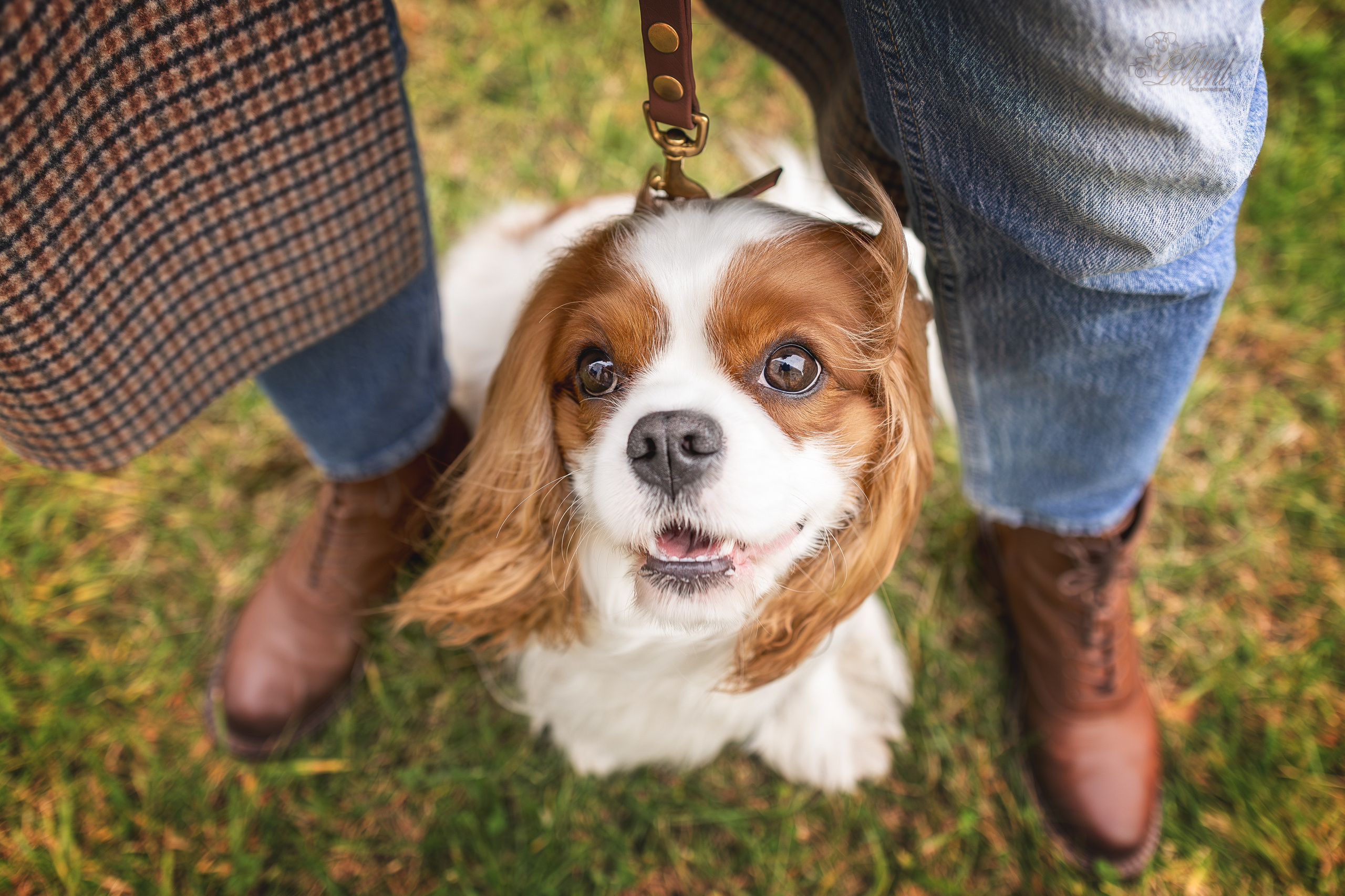 Симба, ККЧС. Ирина Голомб|Фотограф-анималист в  Сочи и Калининграде